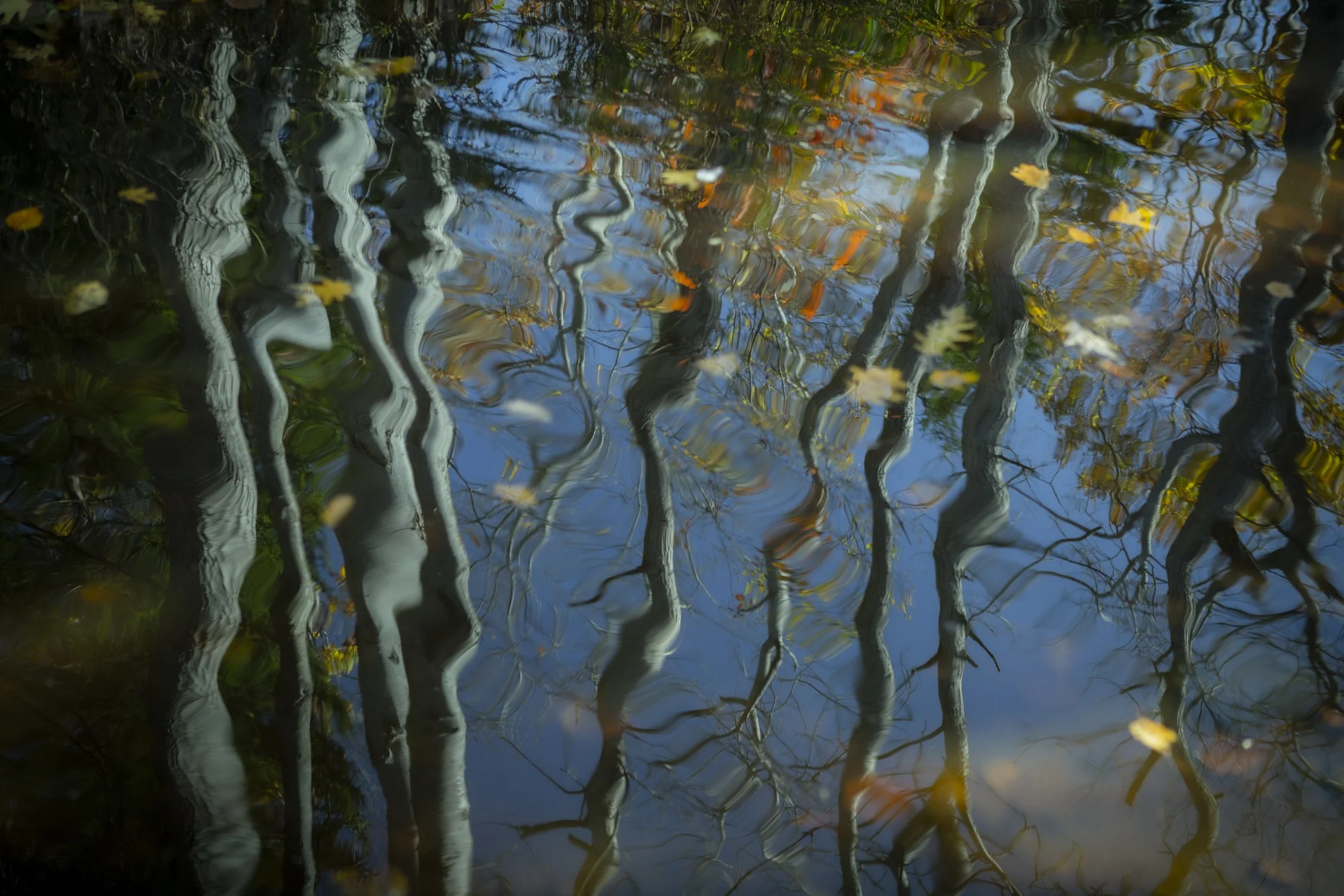 Tree Puddle reflection.jpg
