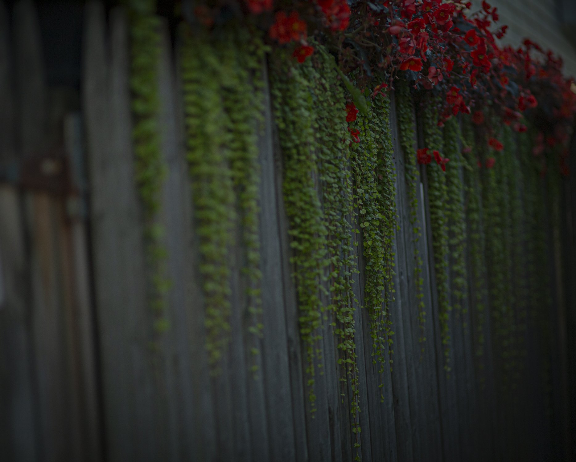 Drapping vine at Gull.jpg