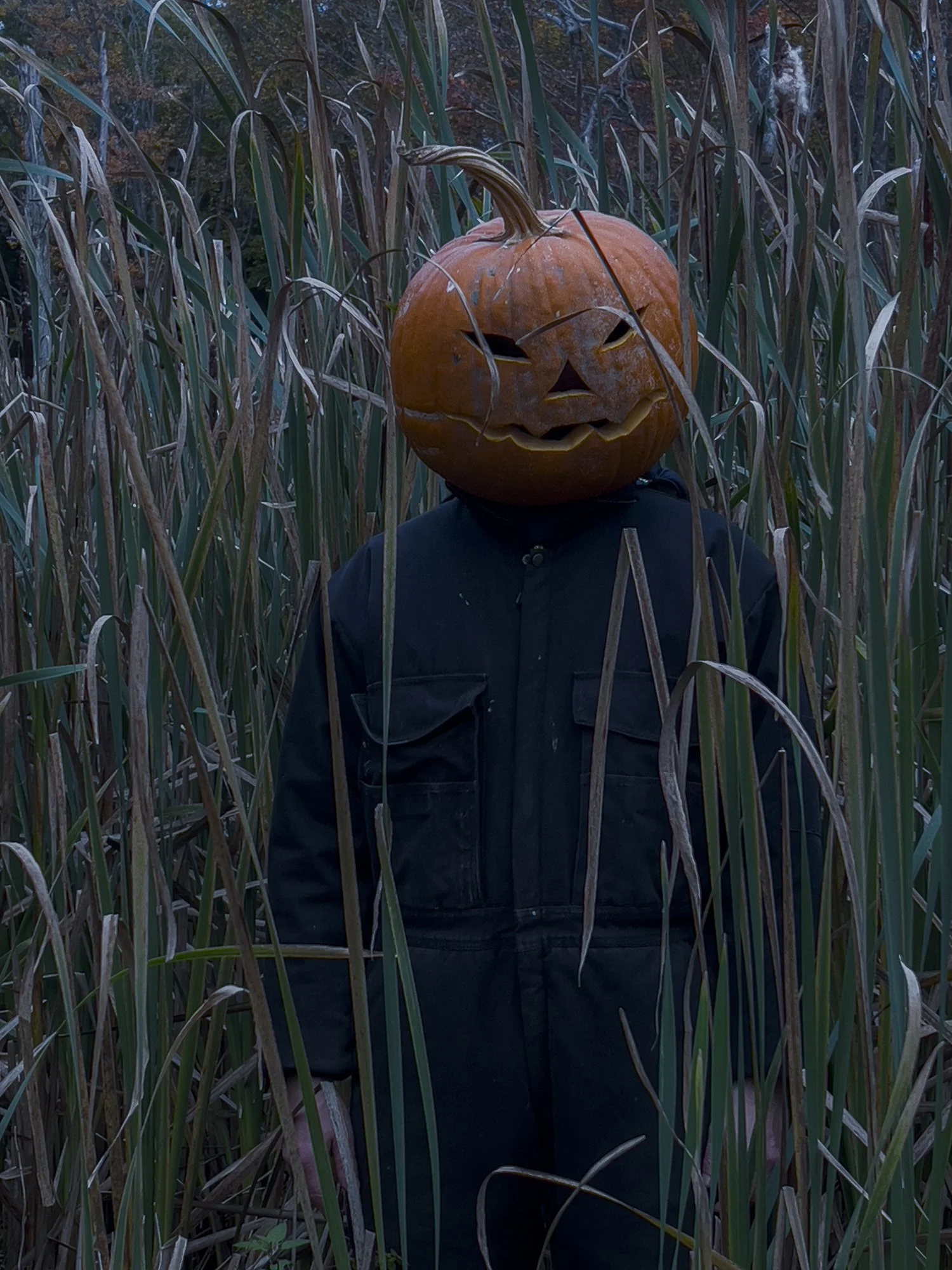 Pumpkin Head Reeds.jpg