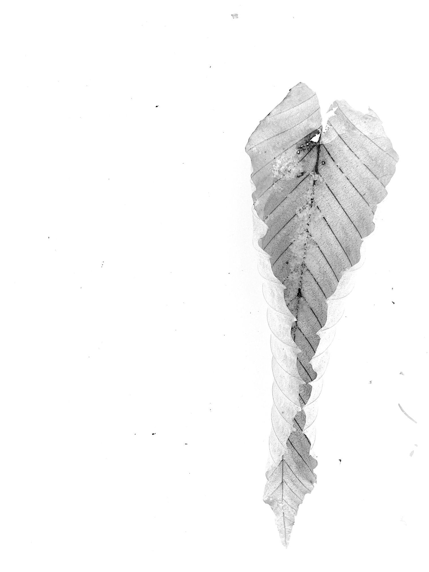 Wrapped Winter leaf.jpg