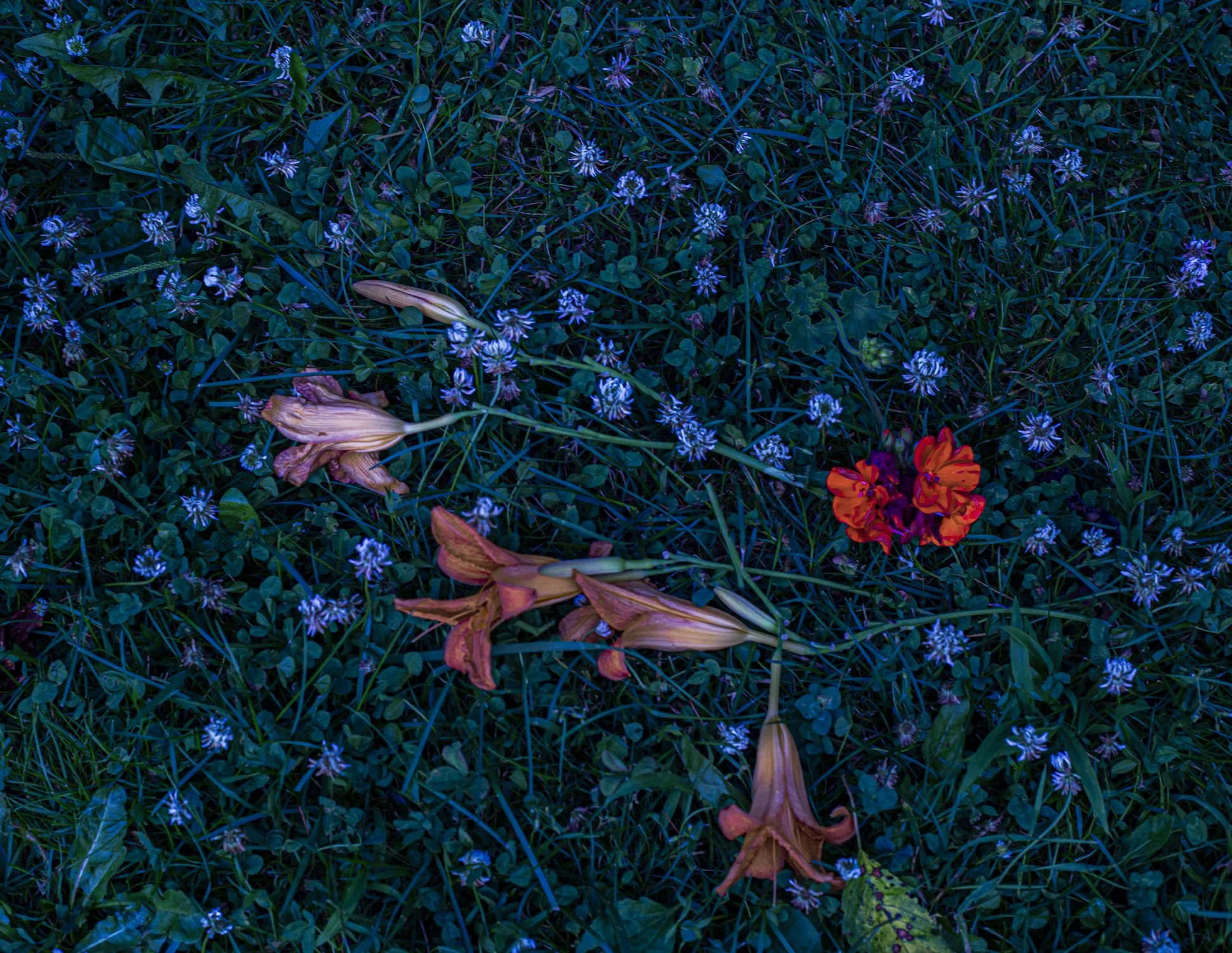 Blue Clover Lawn.jpg