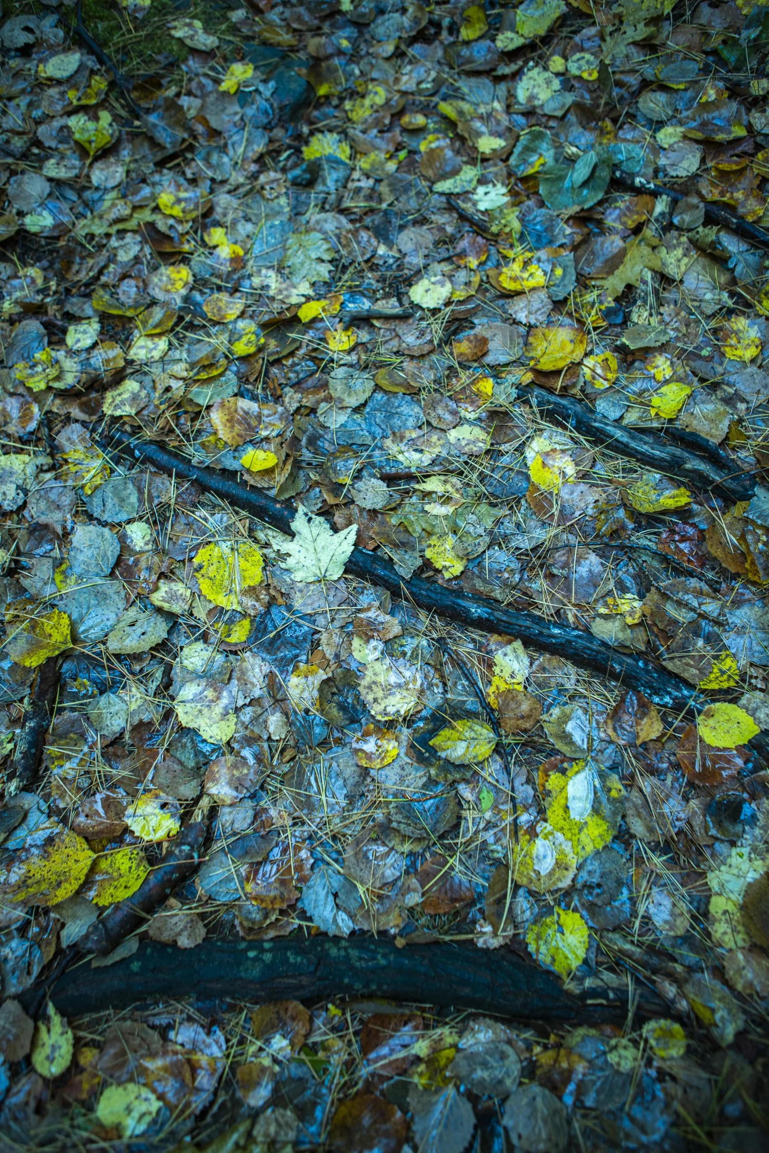 Yellow wet leaves.jpg