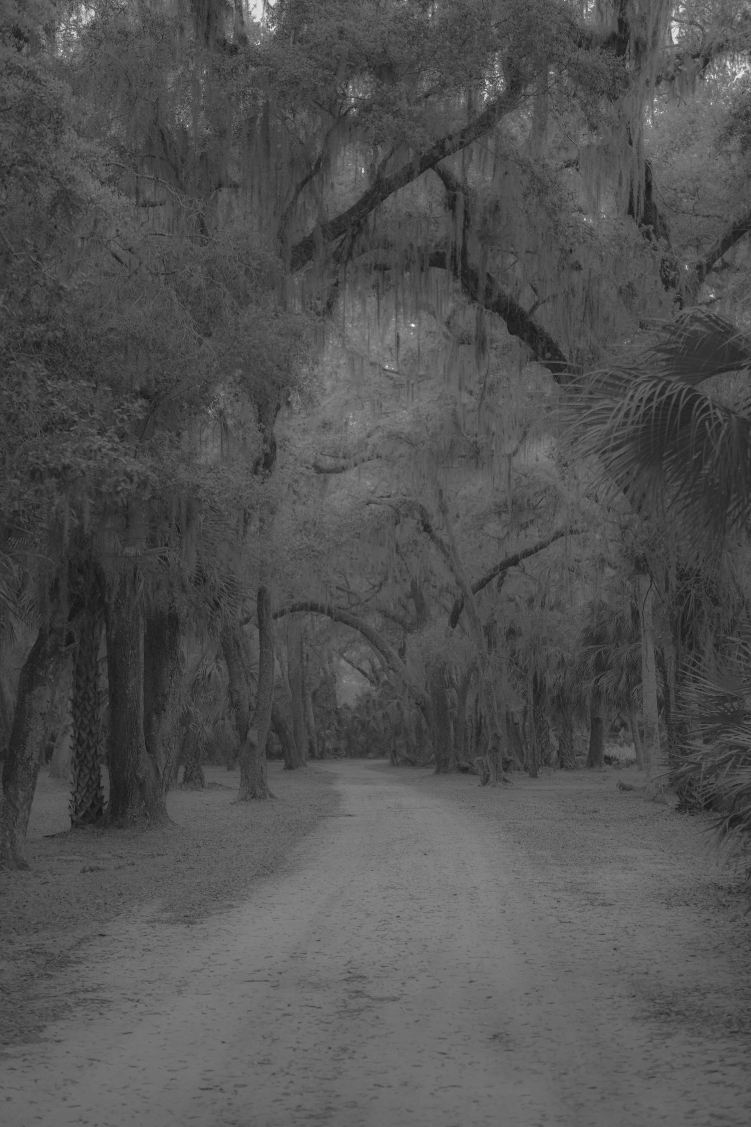 Spanish Moss Preserve 3.jpg
