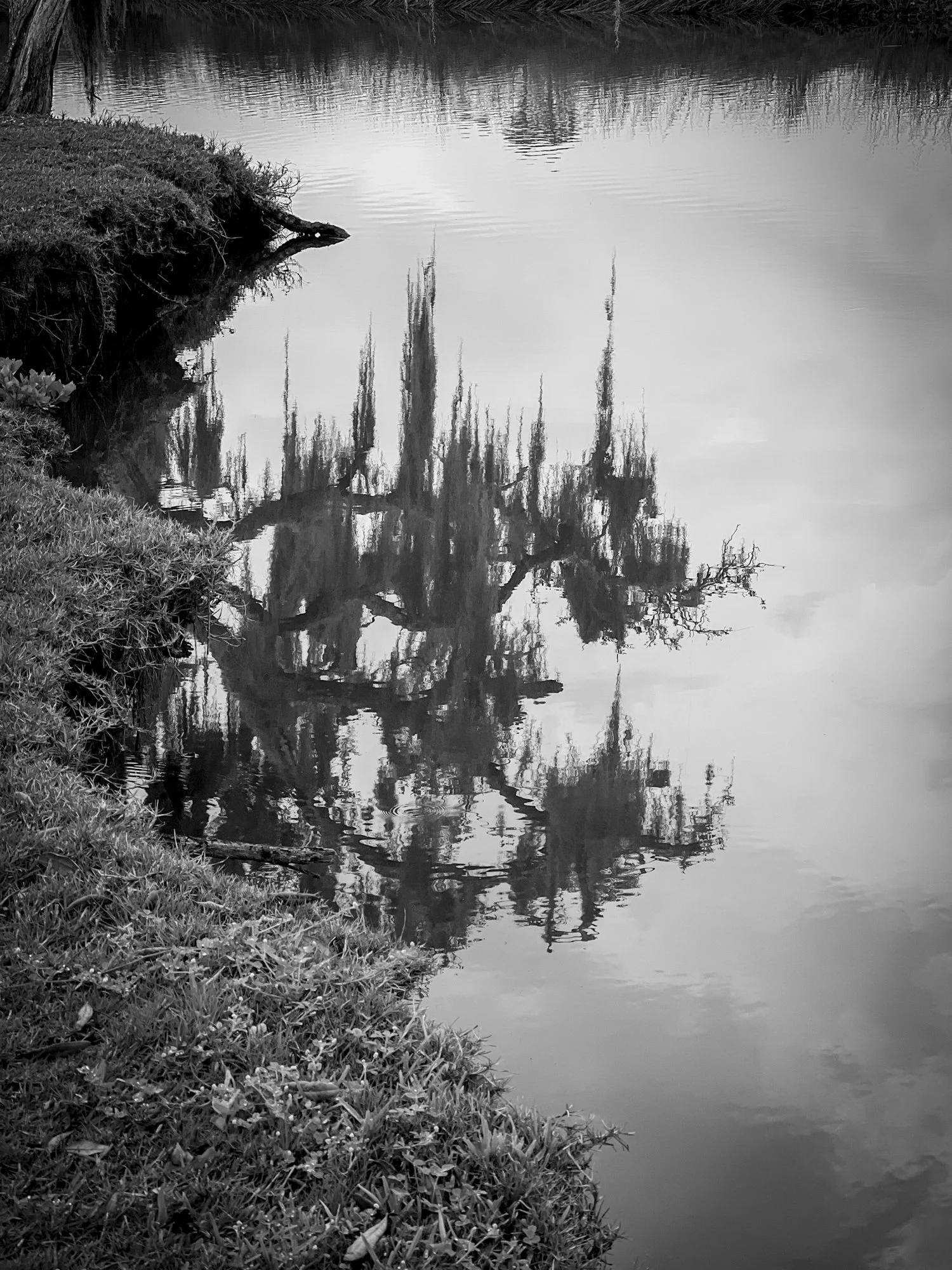 Spanish Moss Reflection.jpg