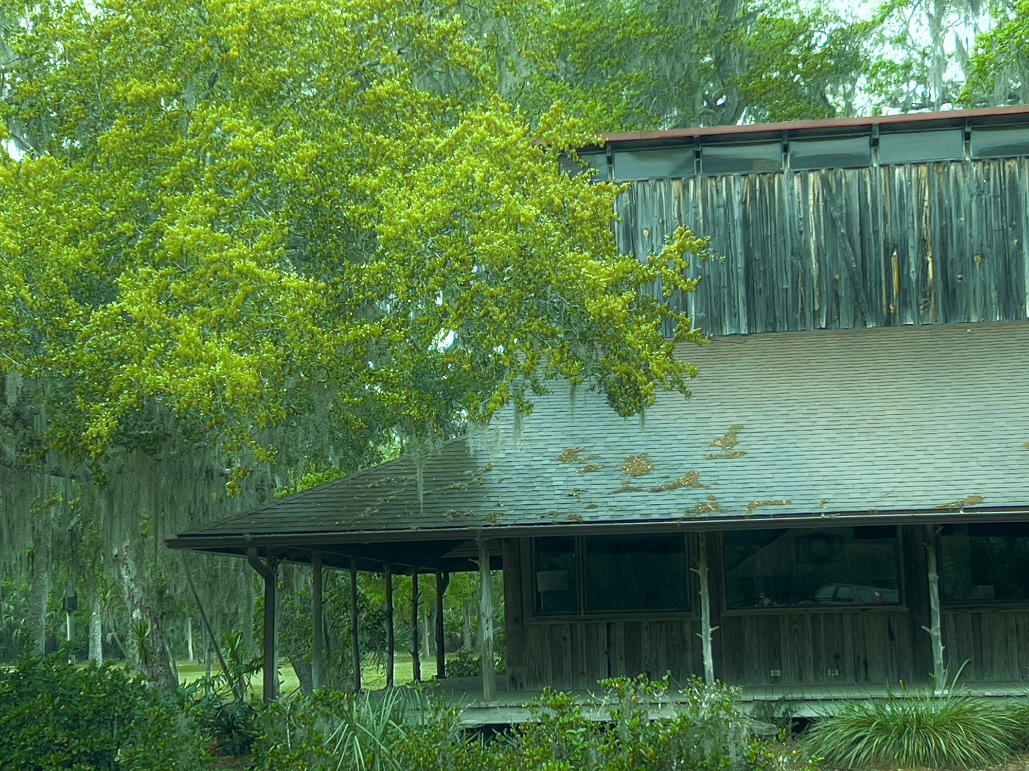 Spanish Moss Preserve.jpg