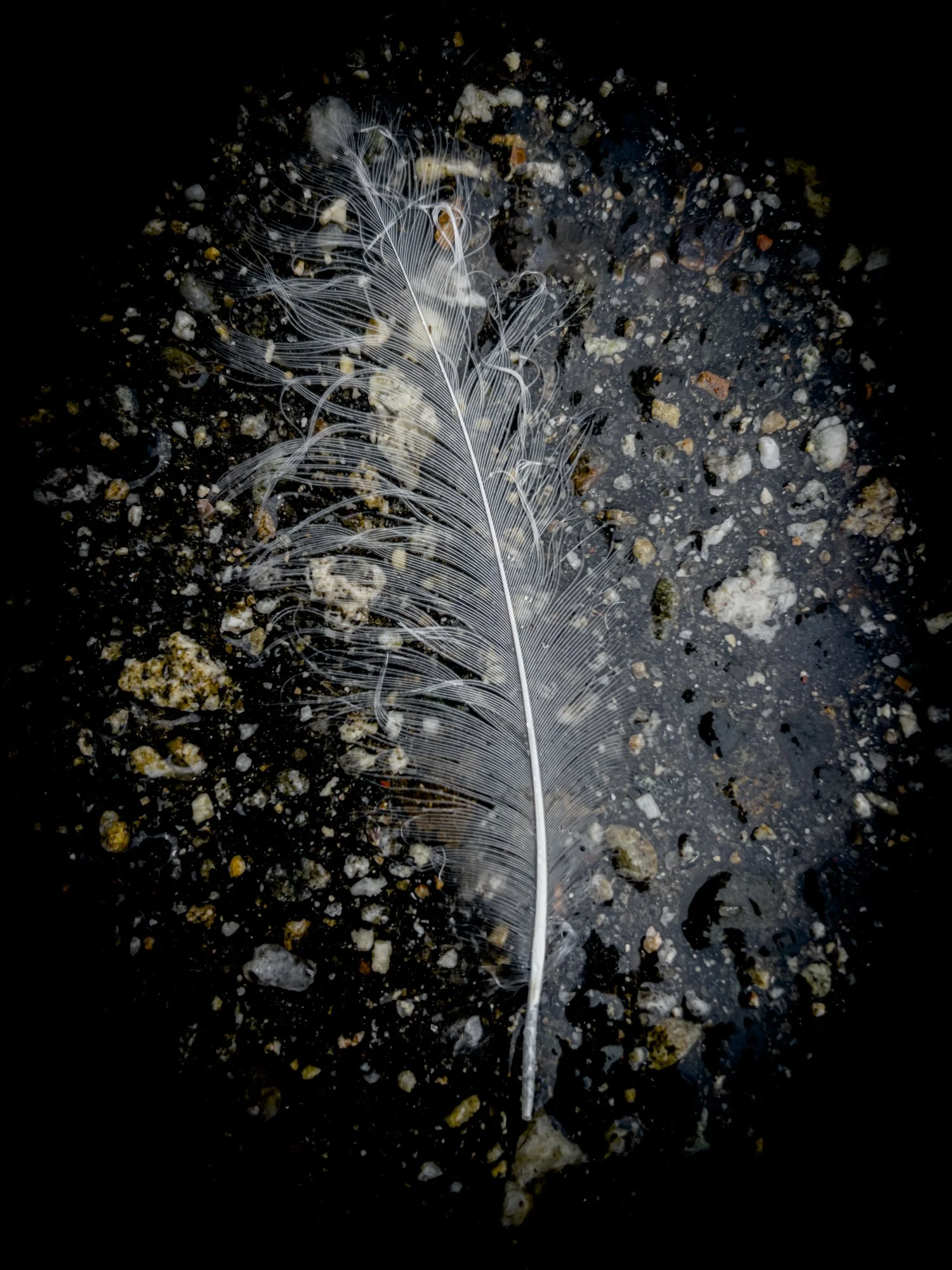 Single Feather.jpg