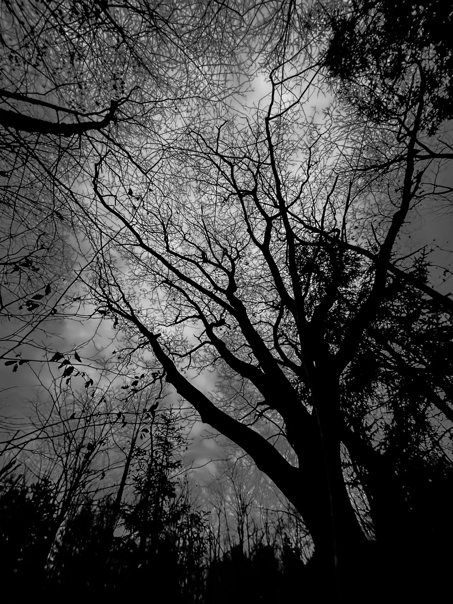 Dusky woods sky.jpg