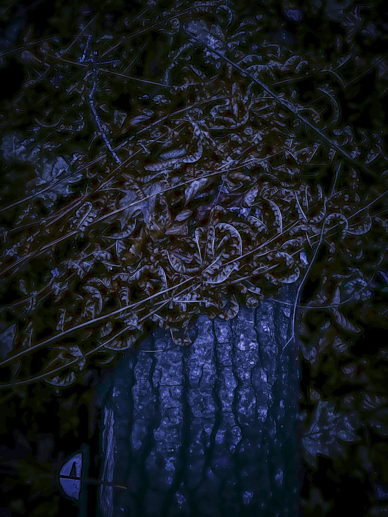 Dusky log November.jpg