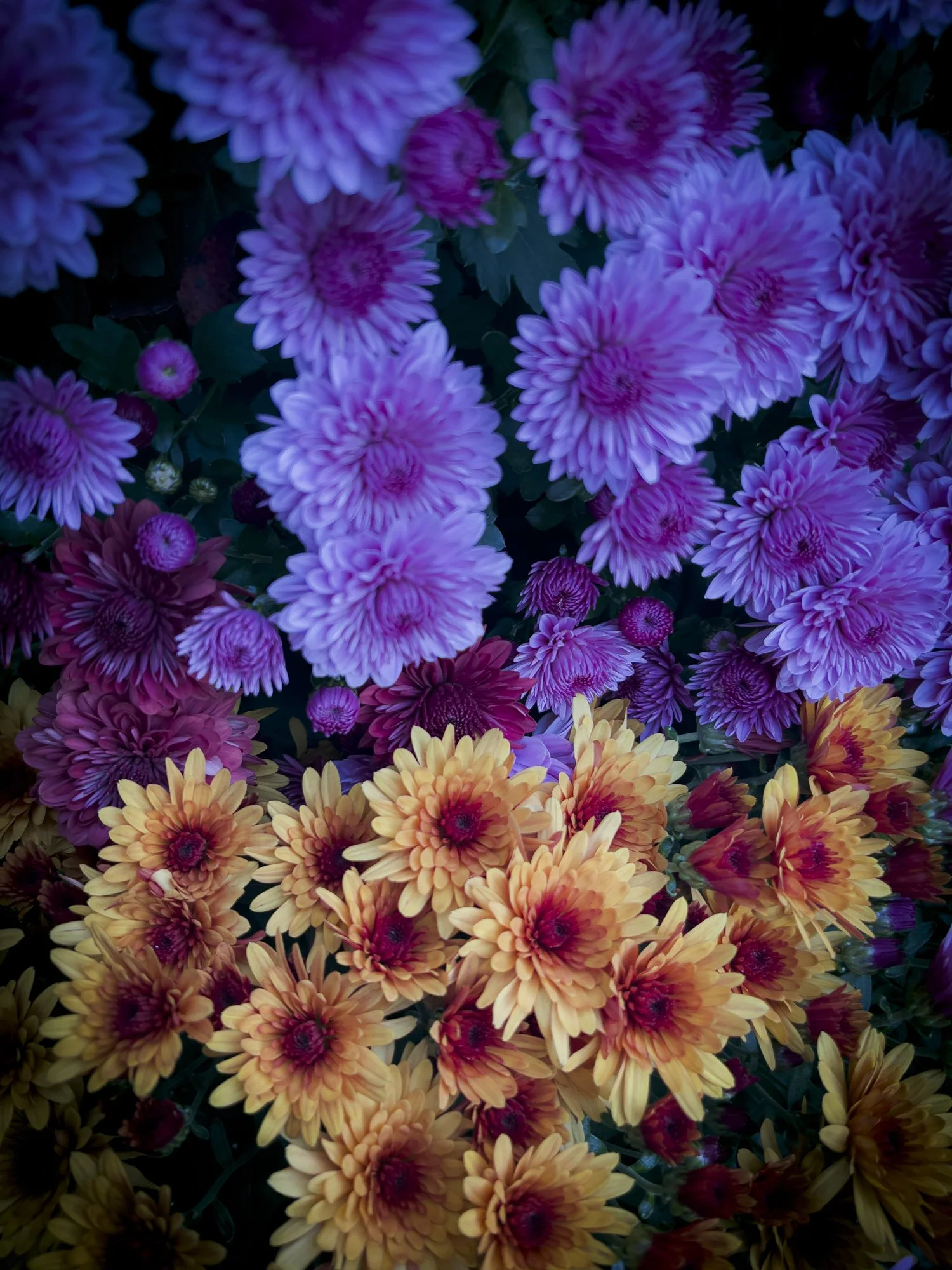 Flower bunch 1.jpg