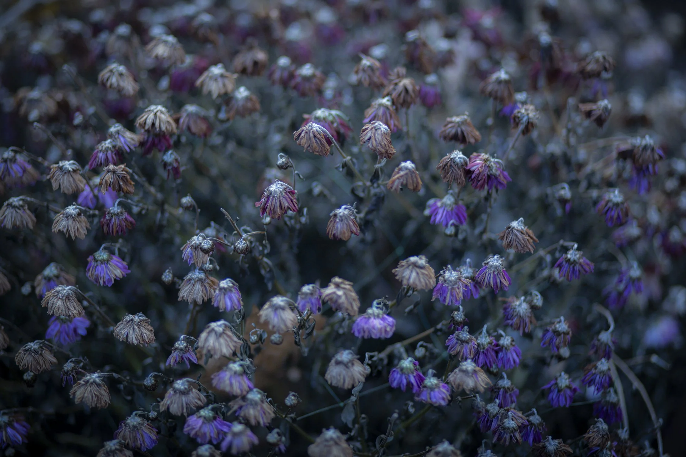 Dead winter flowers.jpg