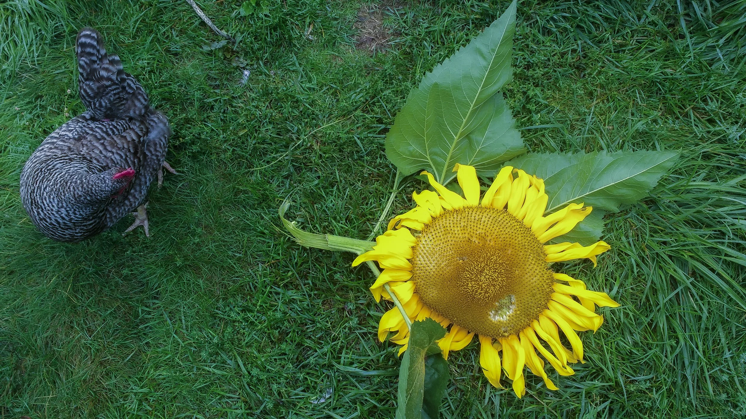 Chicken sunflower.jpg