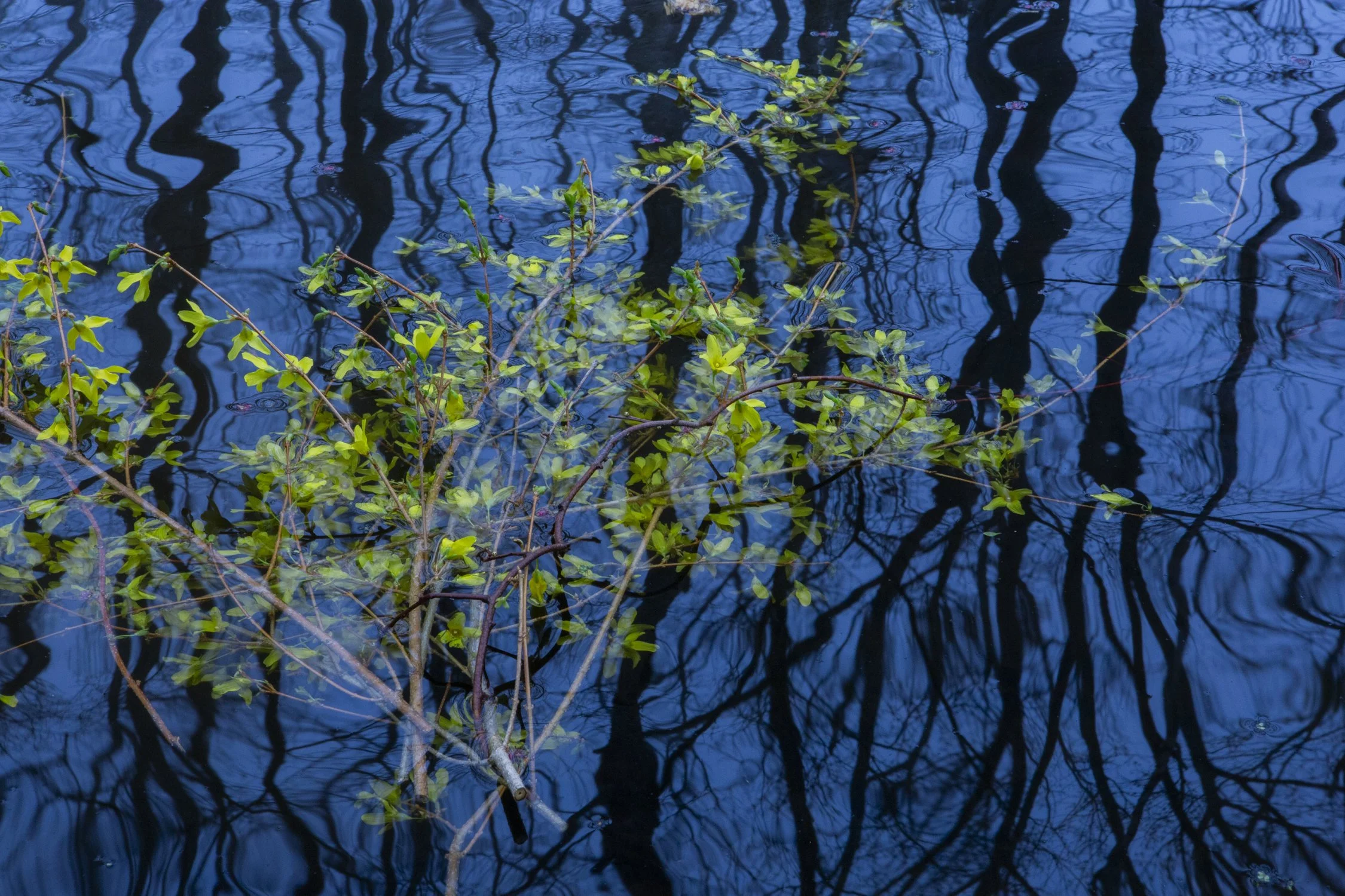 Blue mood yellow flowers.jpg