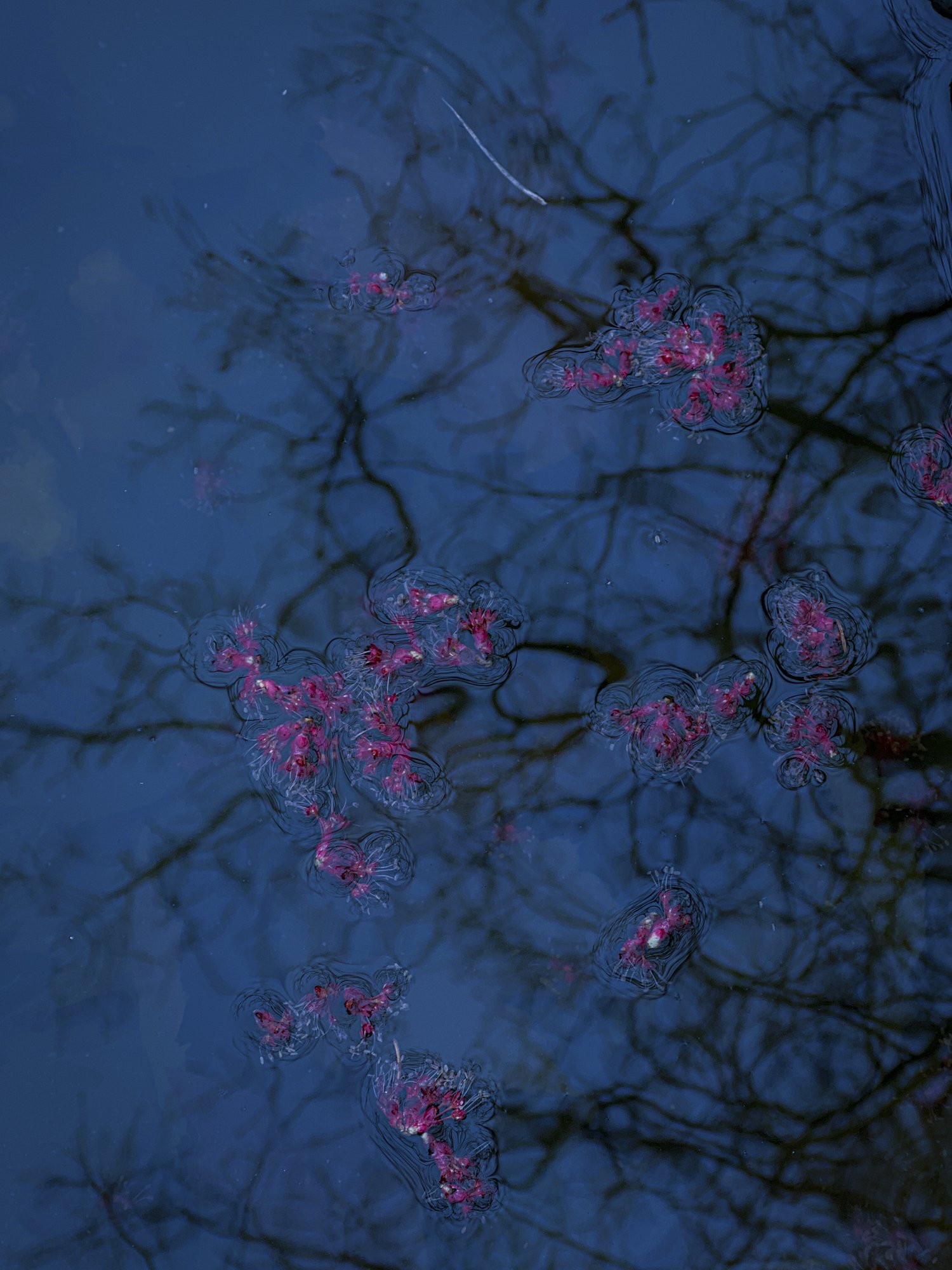 Pink buds blue water.jpg