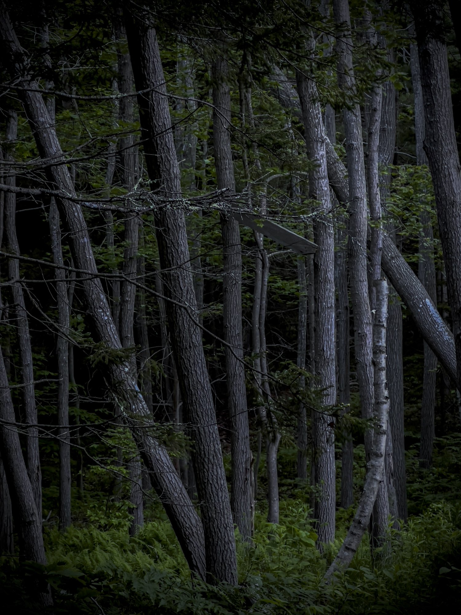 Dark Forest.jpg