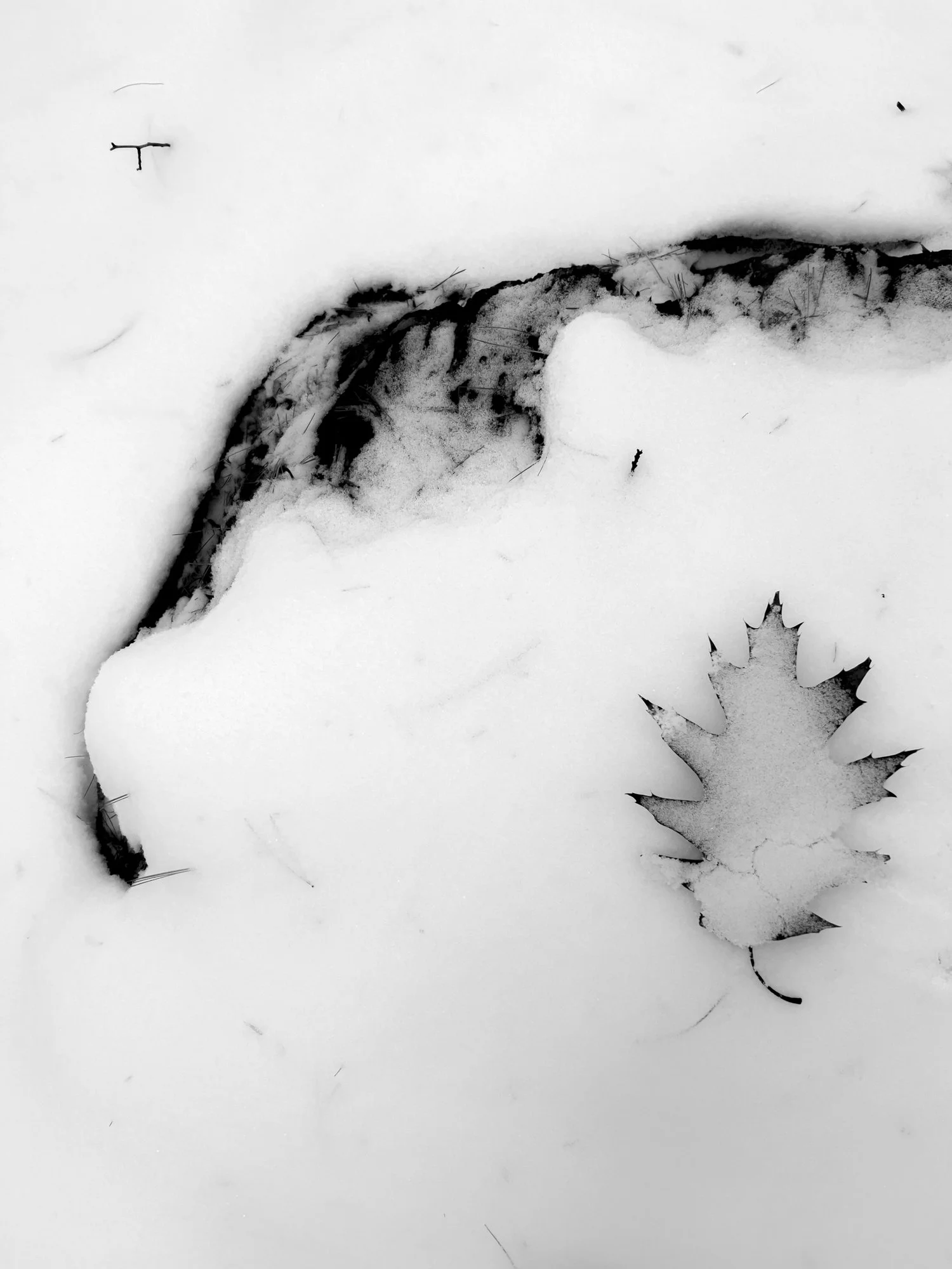 Leaf and rock in snow.jpg