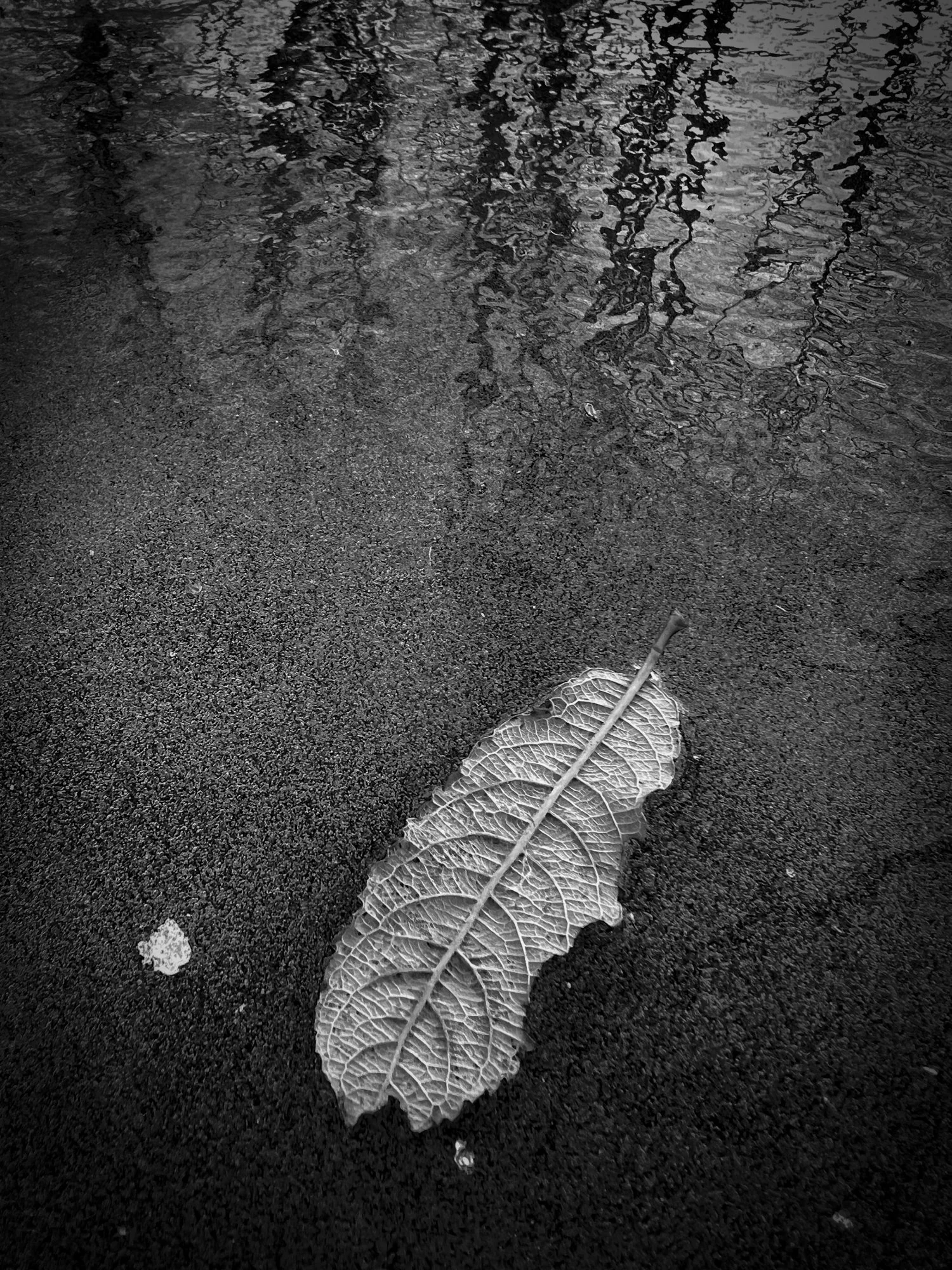 Frozen leaf 1.jpg