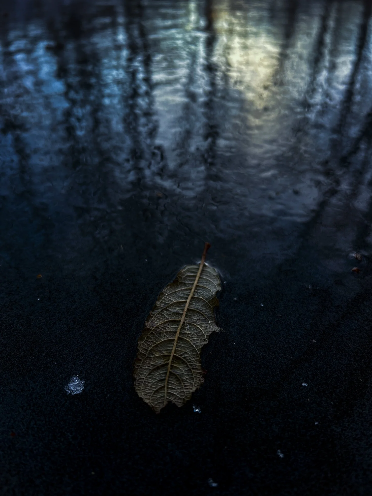 Blie frozen leaf.jpg