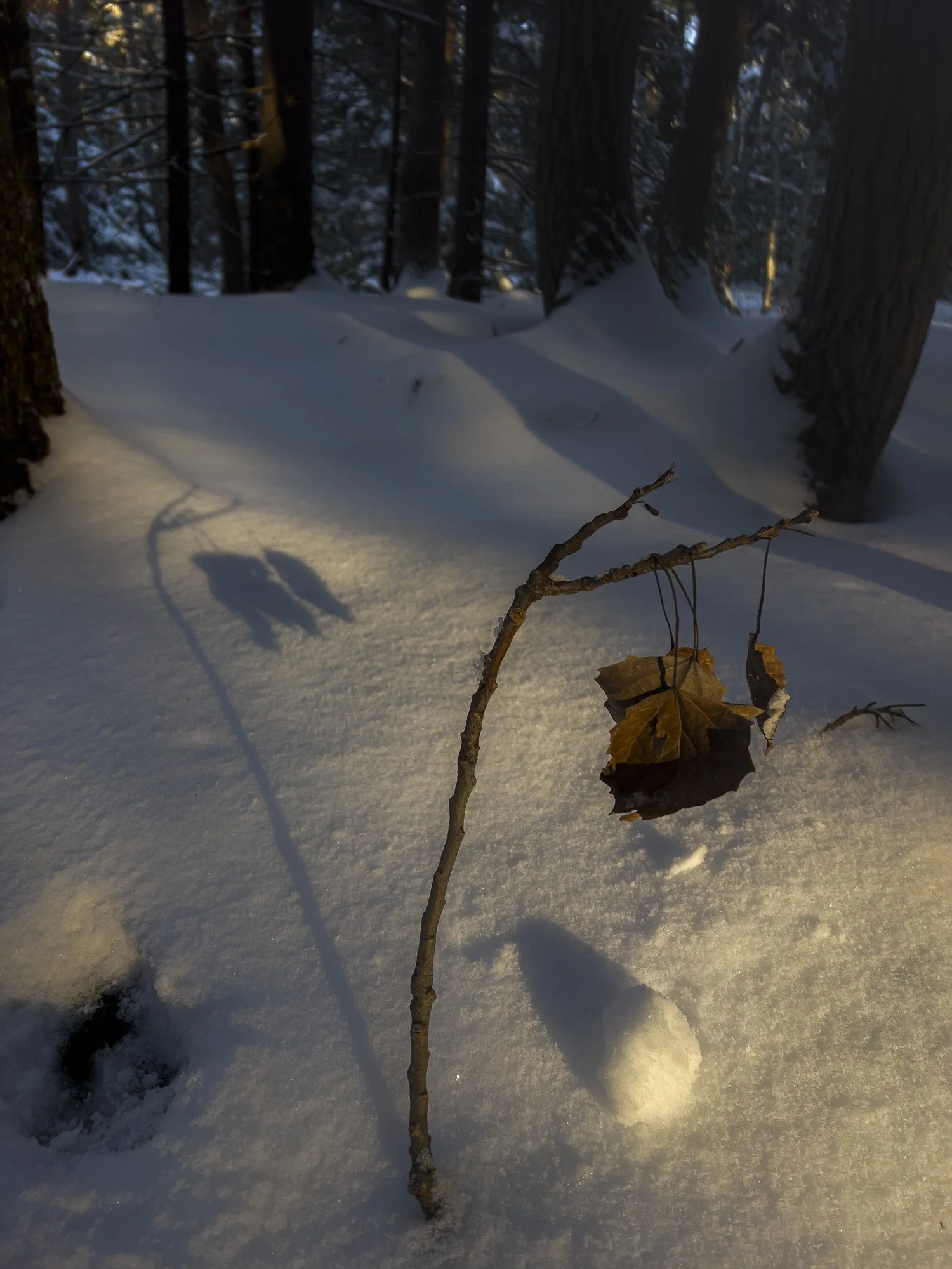 Solio winter leaf droop.jpg