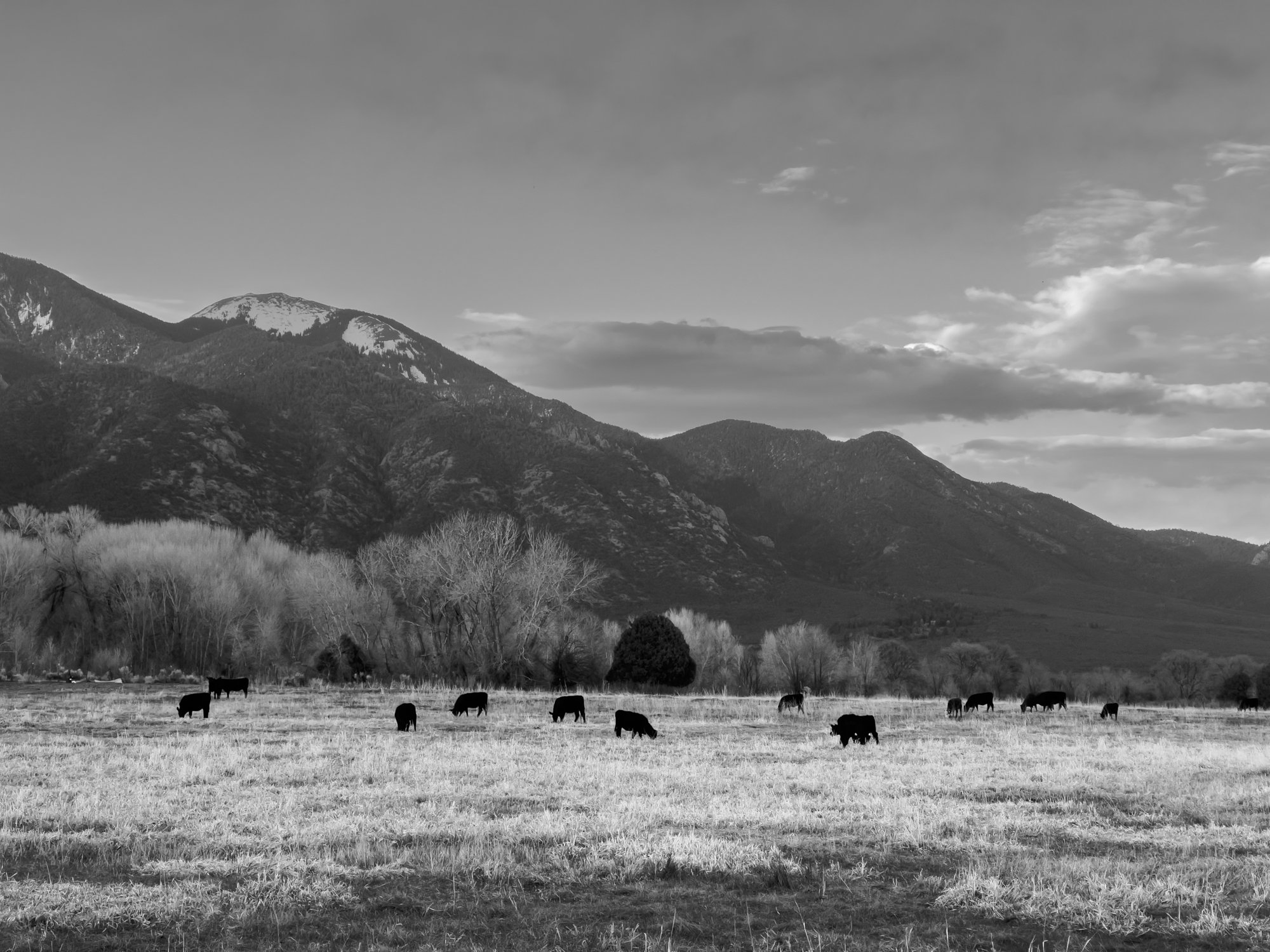 Taous cattle 2.jpg