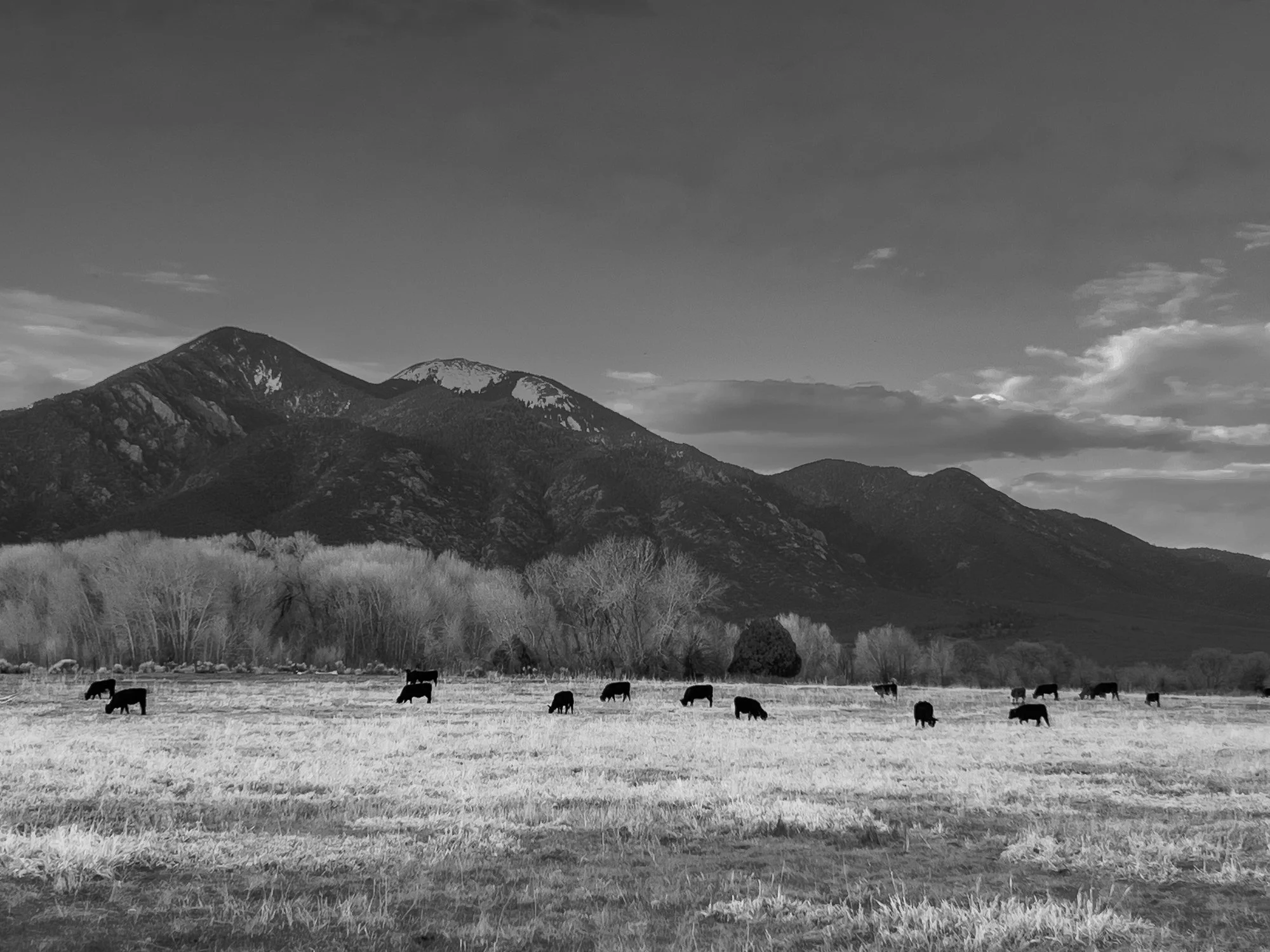 Taous cattle 3.jpg