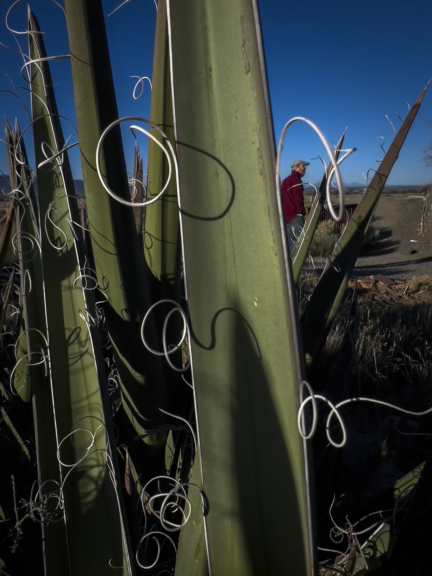 Cacti Harvey.jpg