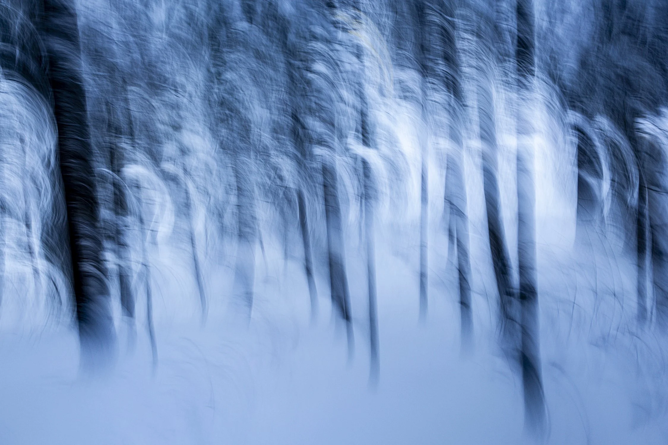 Winter Forest Blur  two.jpg