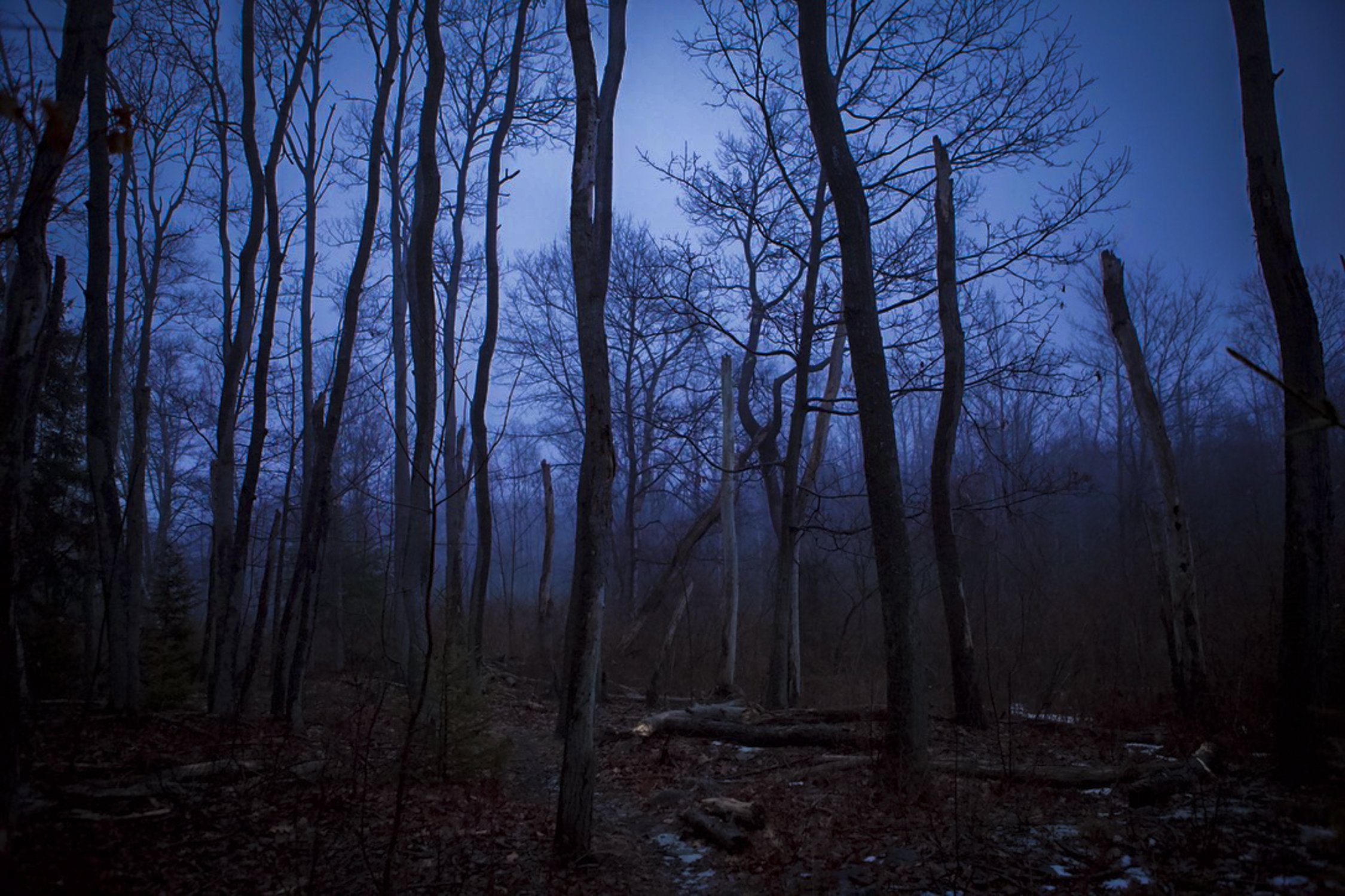 Forest Morning 2-10.jpg