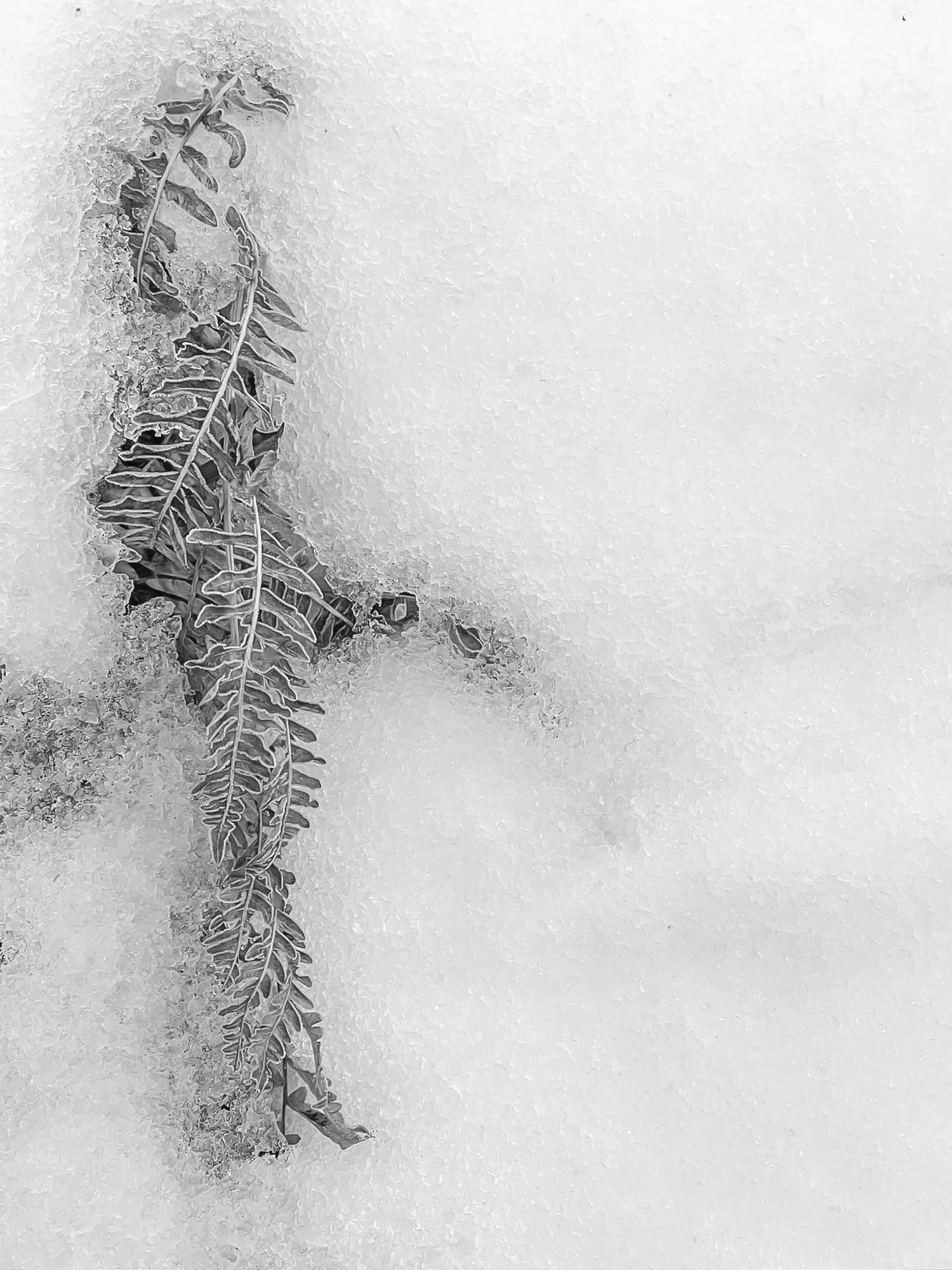 ferns in ice 1 2.jpg