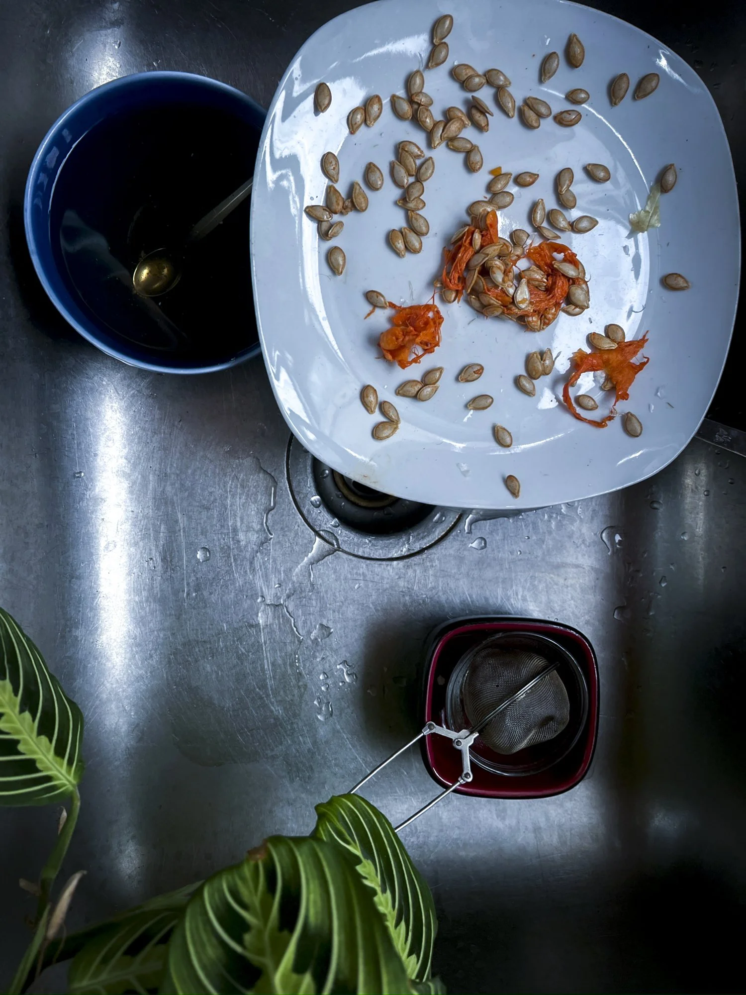 Squah sink seeds.jpg