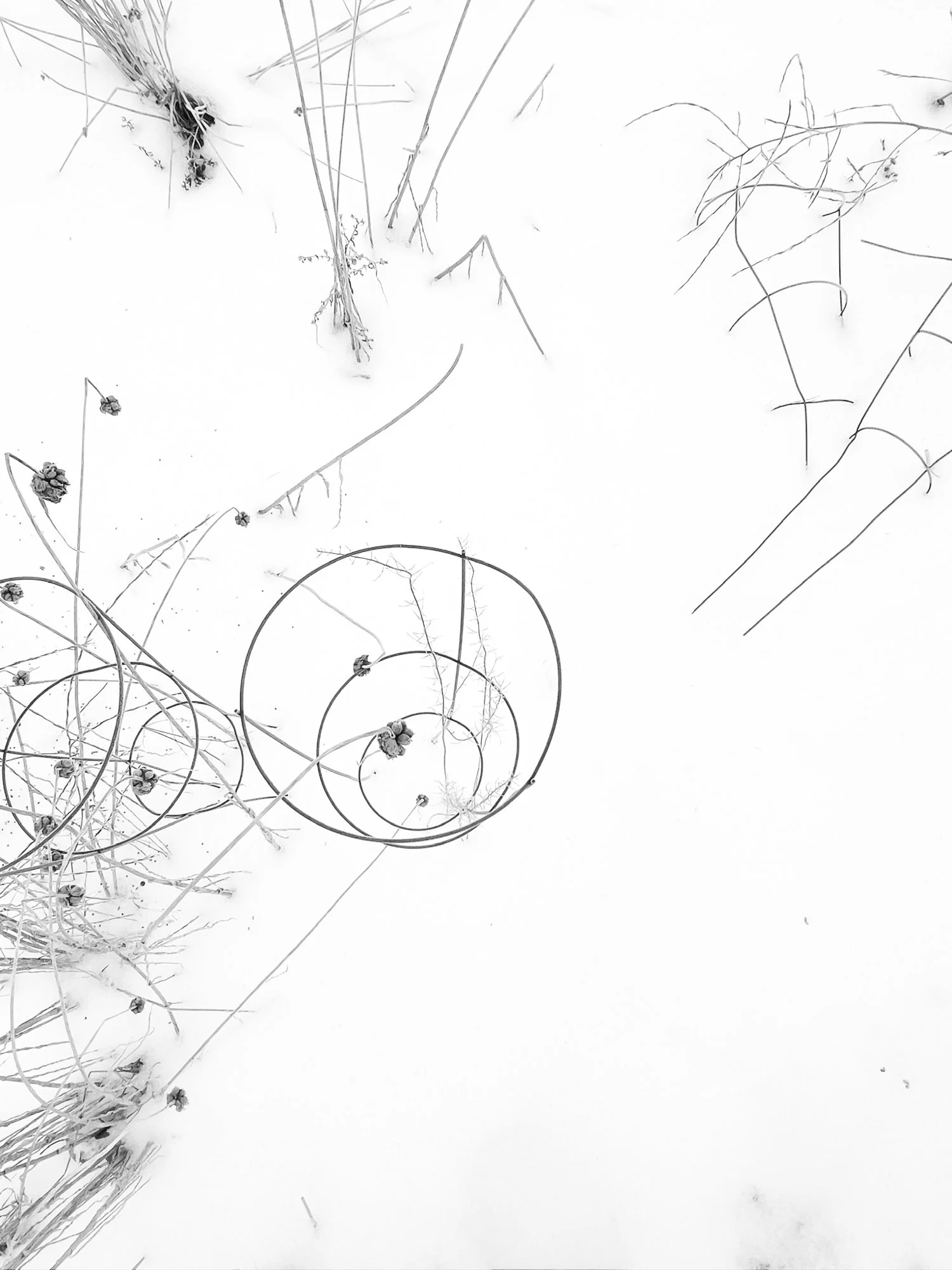 tomatoe cages garlic winter.jpg