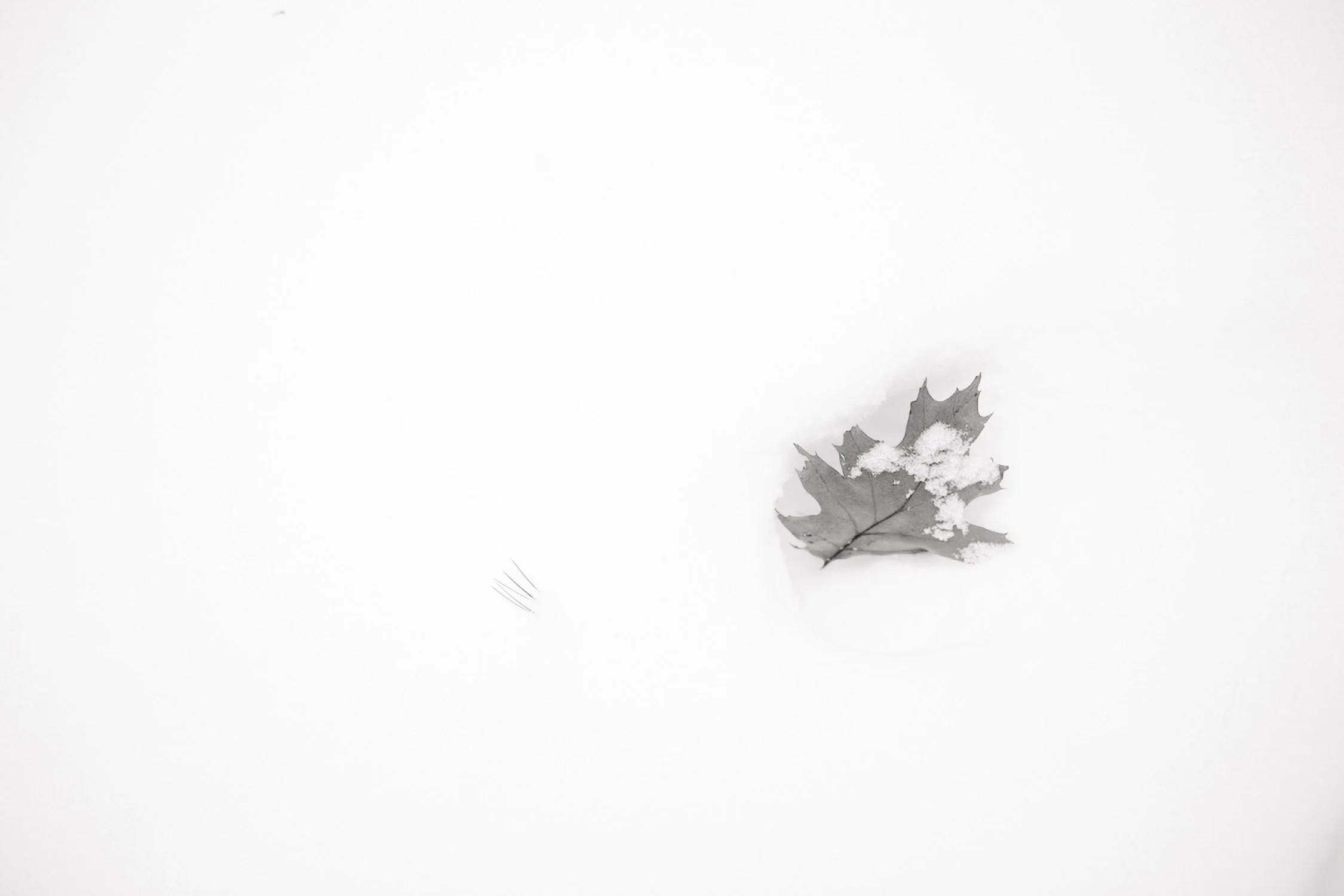 snow leaf.jpg