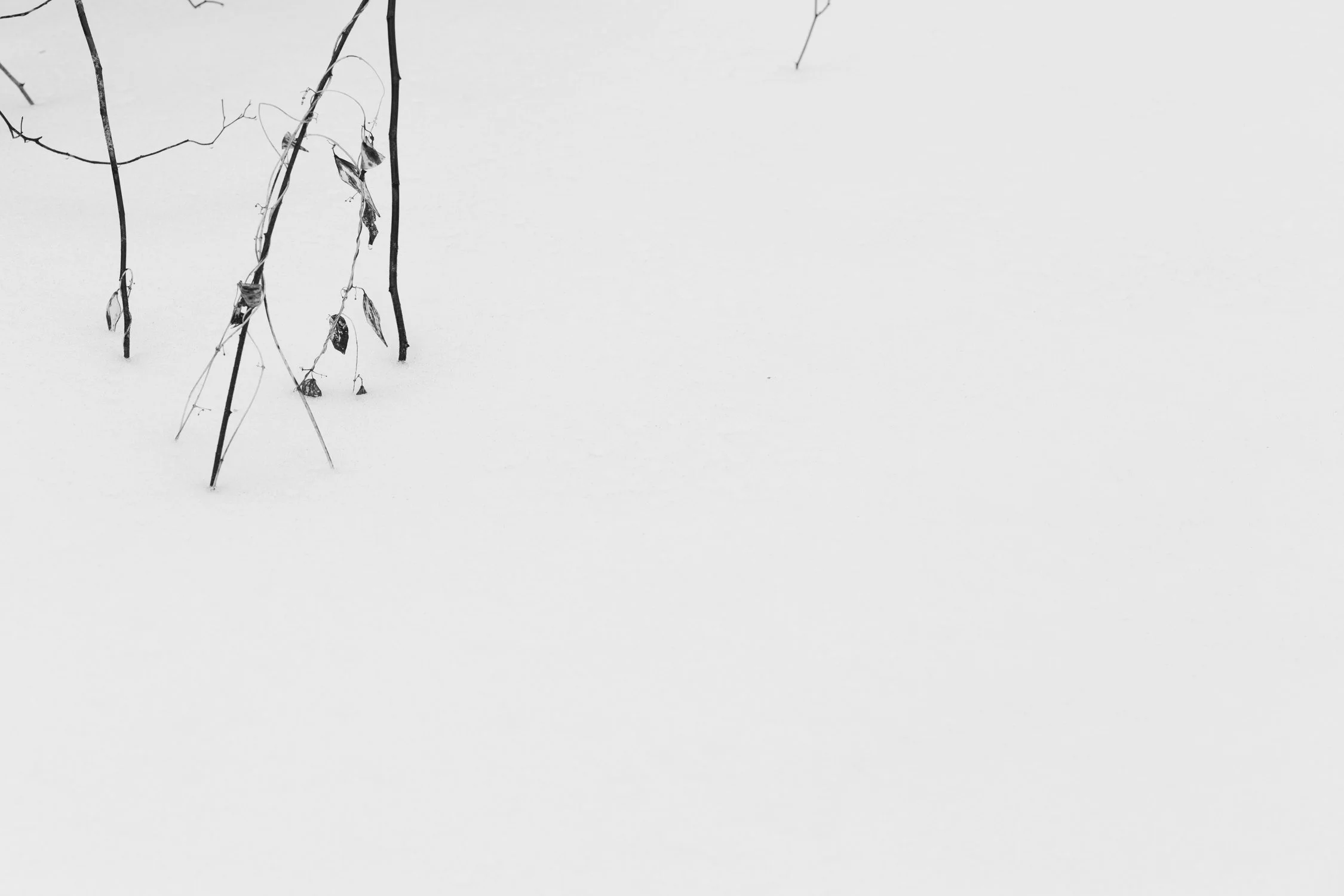 tree moon 2026-2.jpg