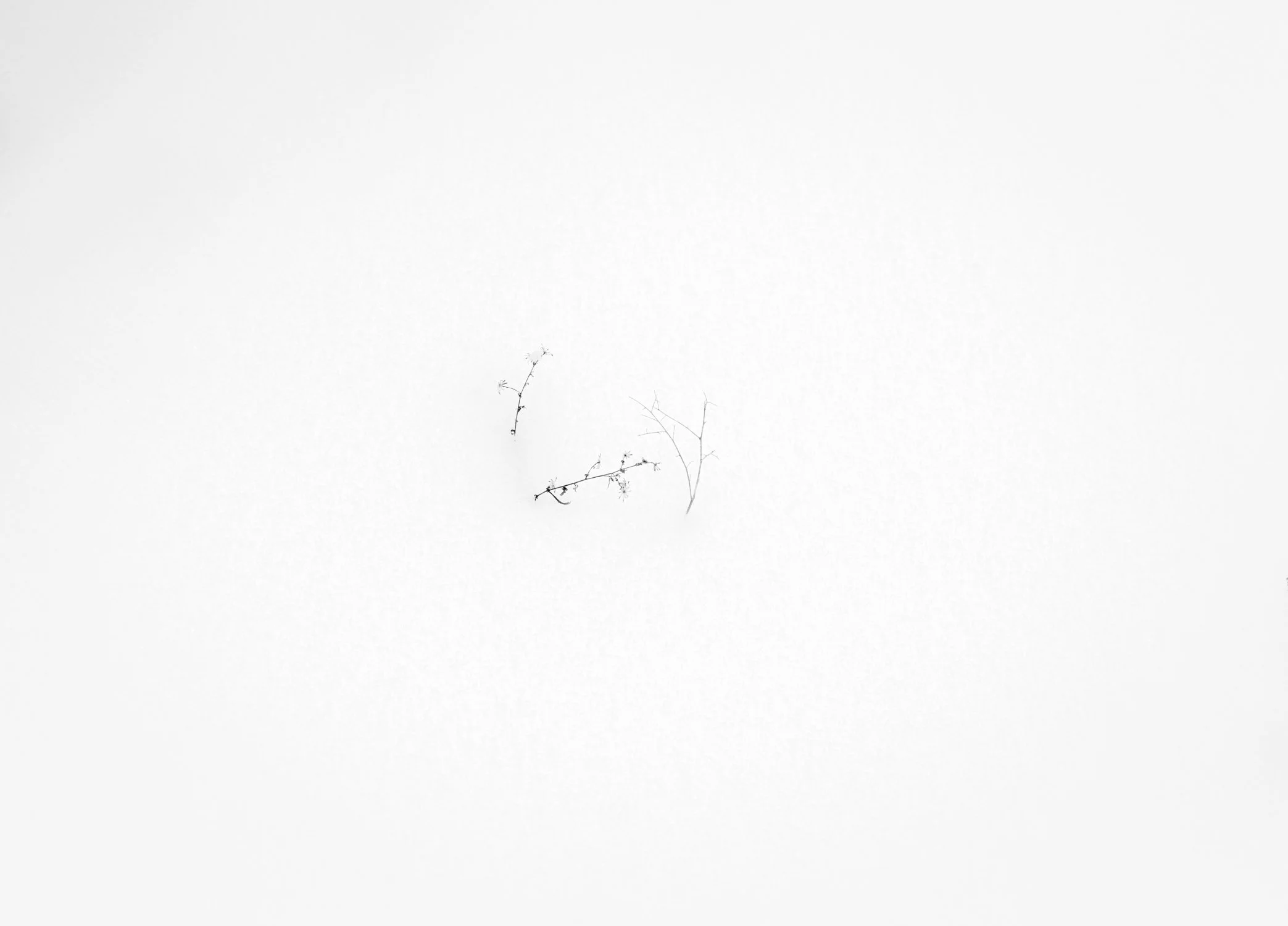 tree moon 2026-1.jpg