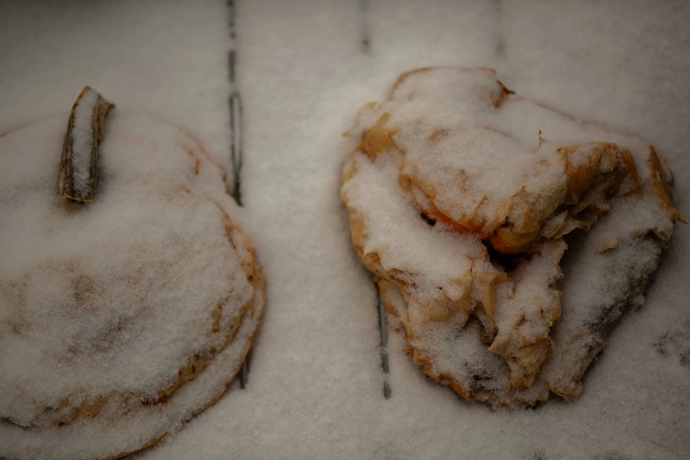 pumpkin March 2026-2.jpg