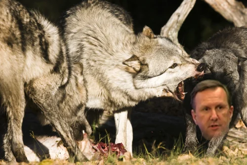 PackOfWolves.jpg