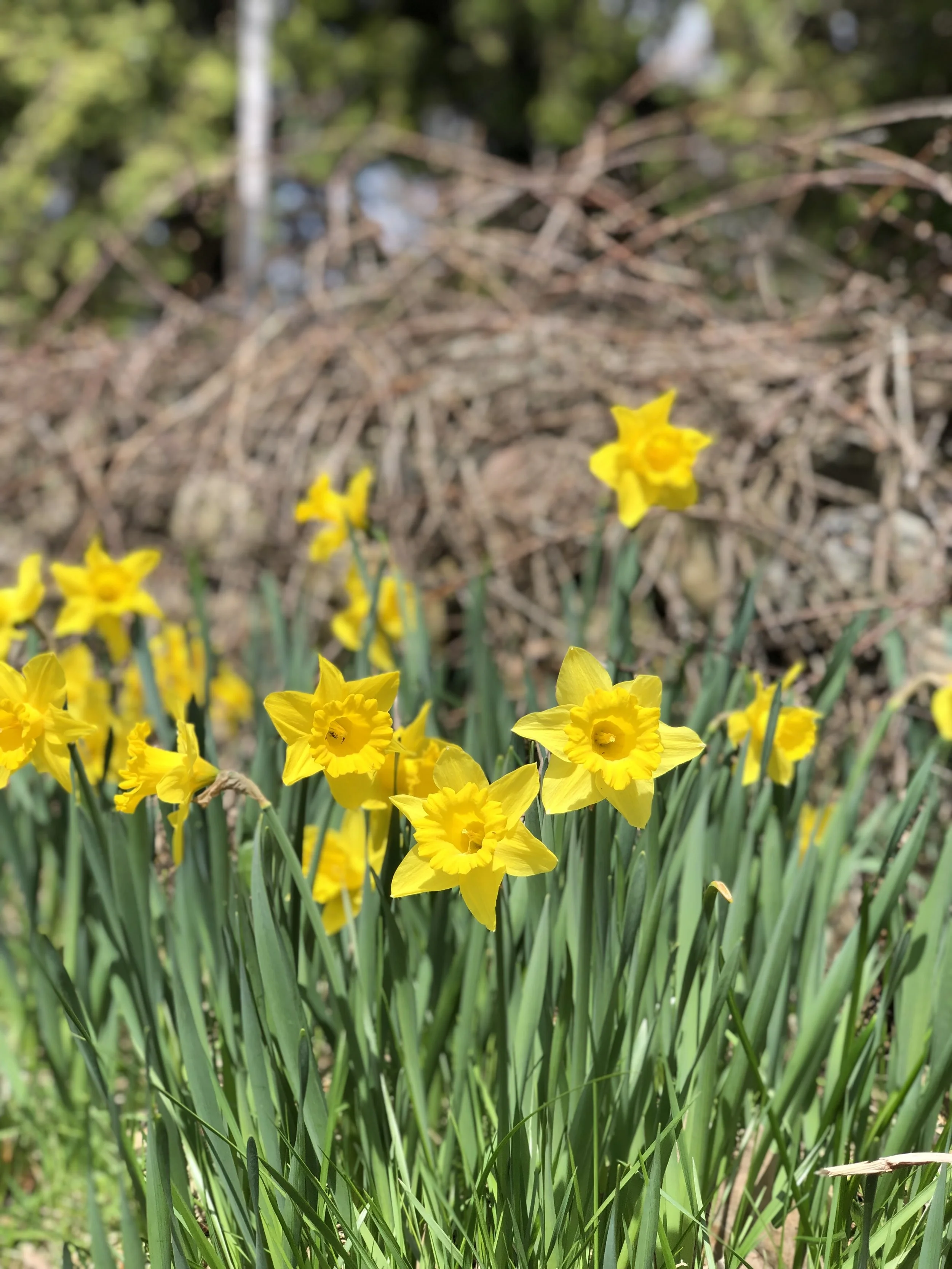 daffodils along our walk