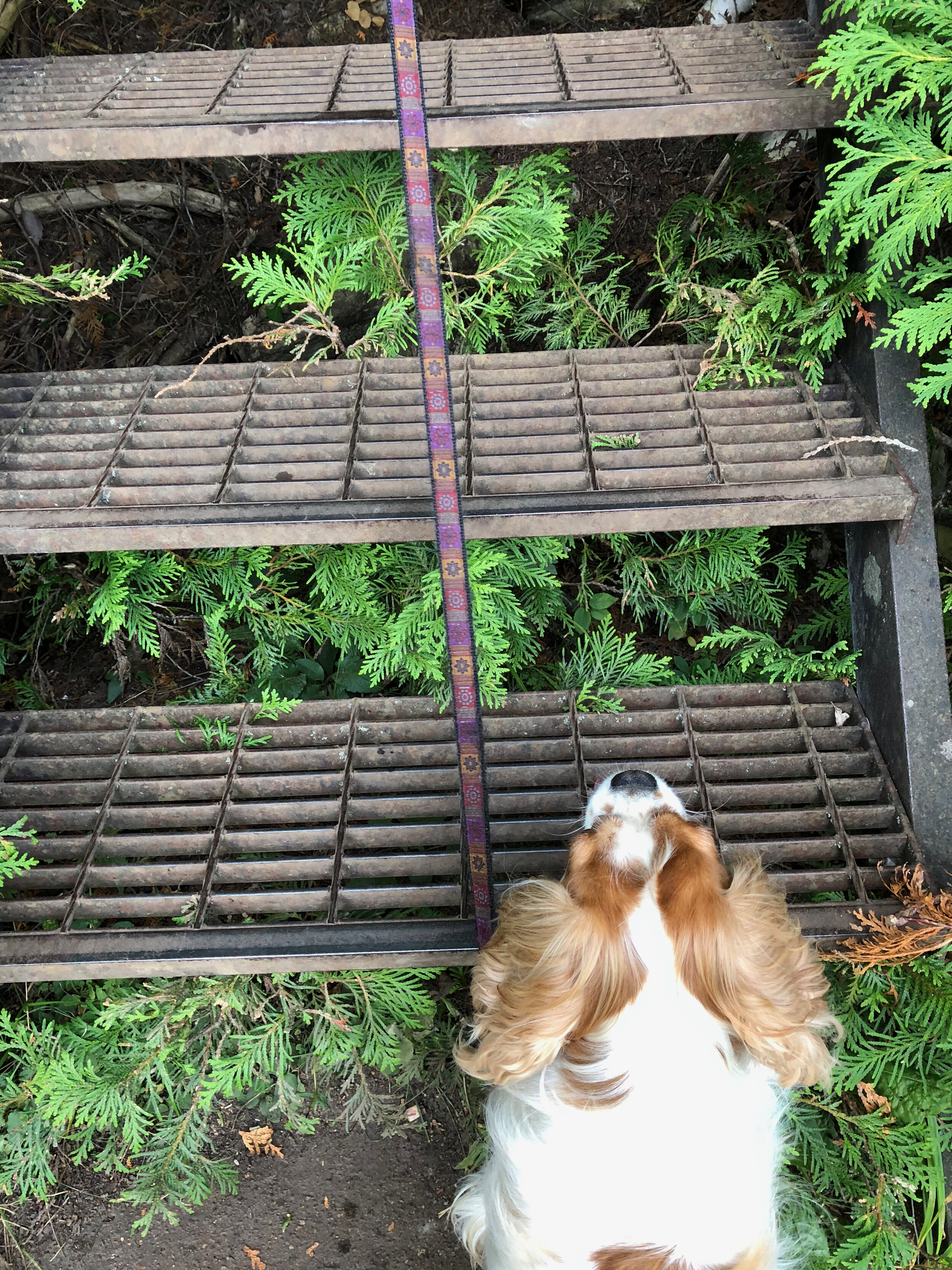 Daisy hates open grates and is contemplating these steps.