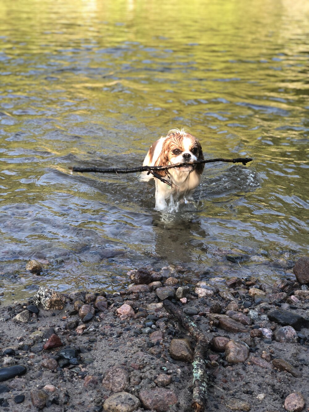 Daisy chasing sticks