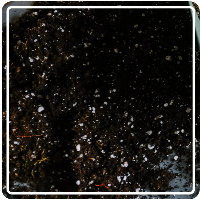 Dirt Square.png