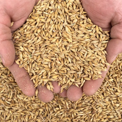 Barley