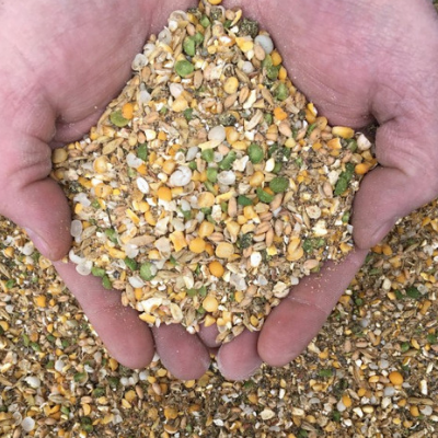 Duck Layer Feed