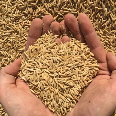 Oats