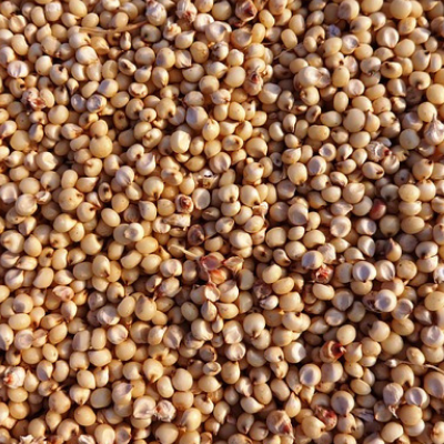 Sorghum