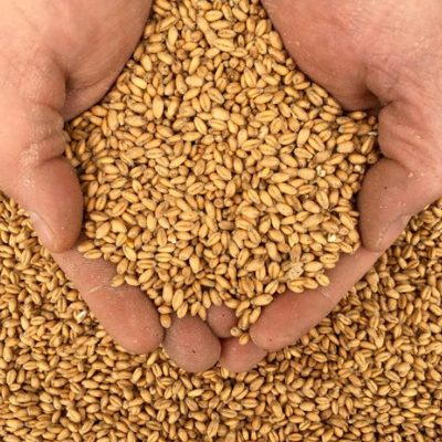 Wheat