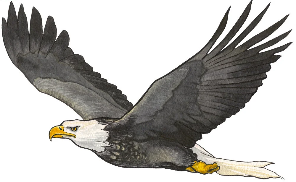 Bald Eagle