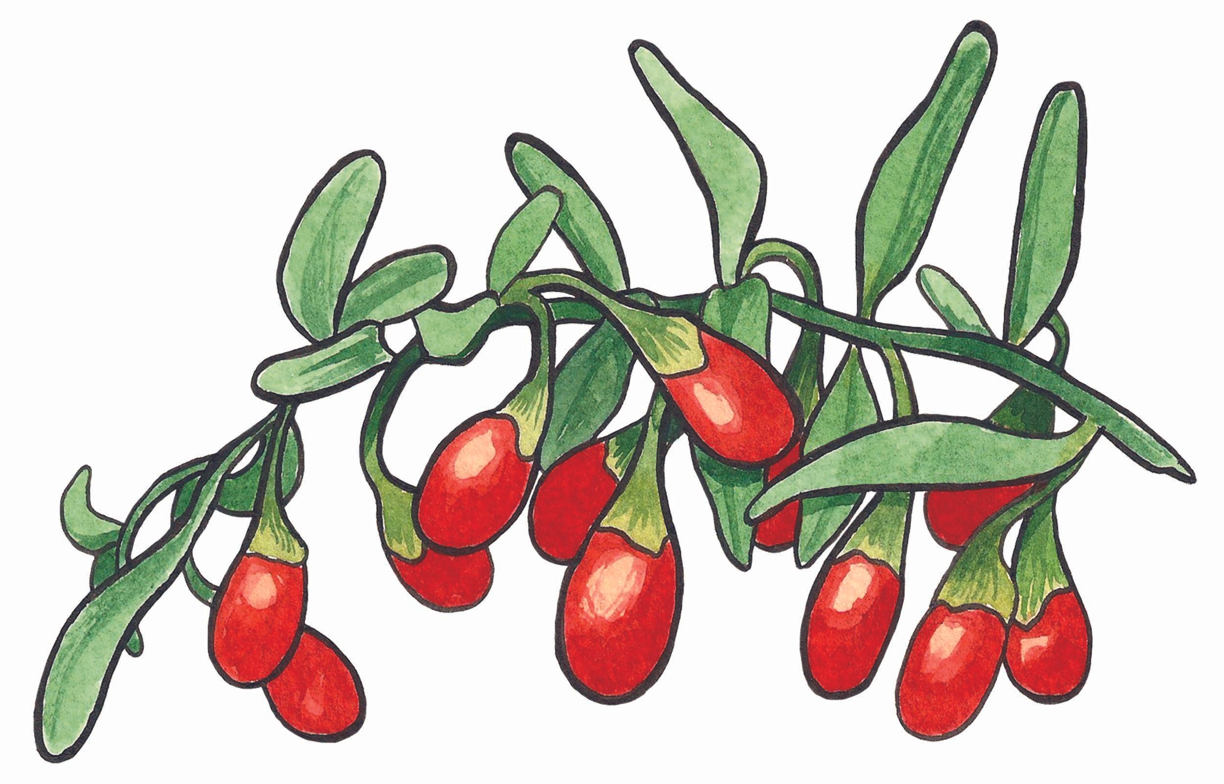 wolfberries_for_web.jpg