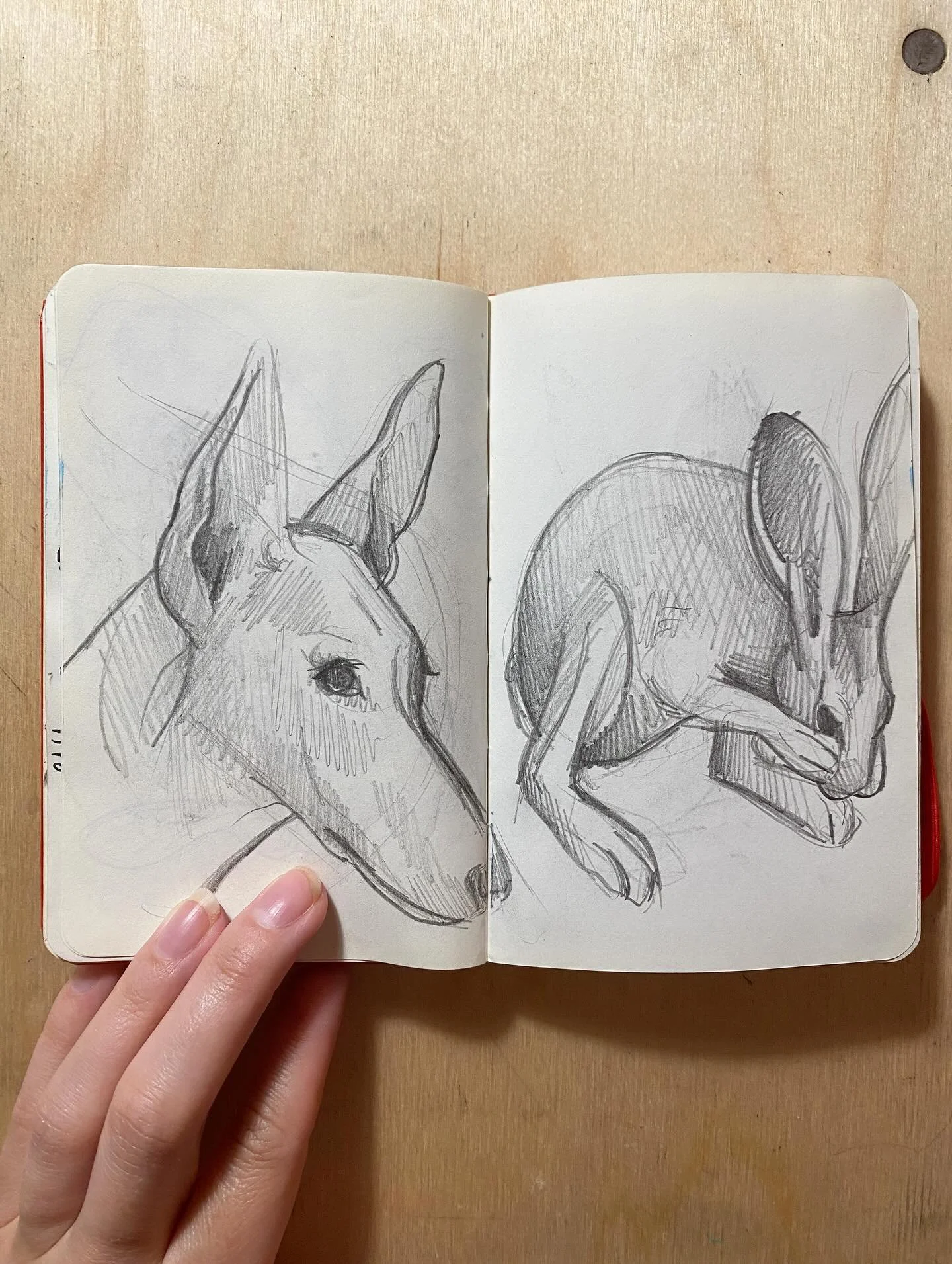 gestures

#adrawingaday #gesturedrawing #hare #doberman #bigears