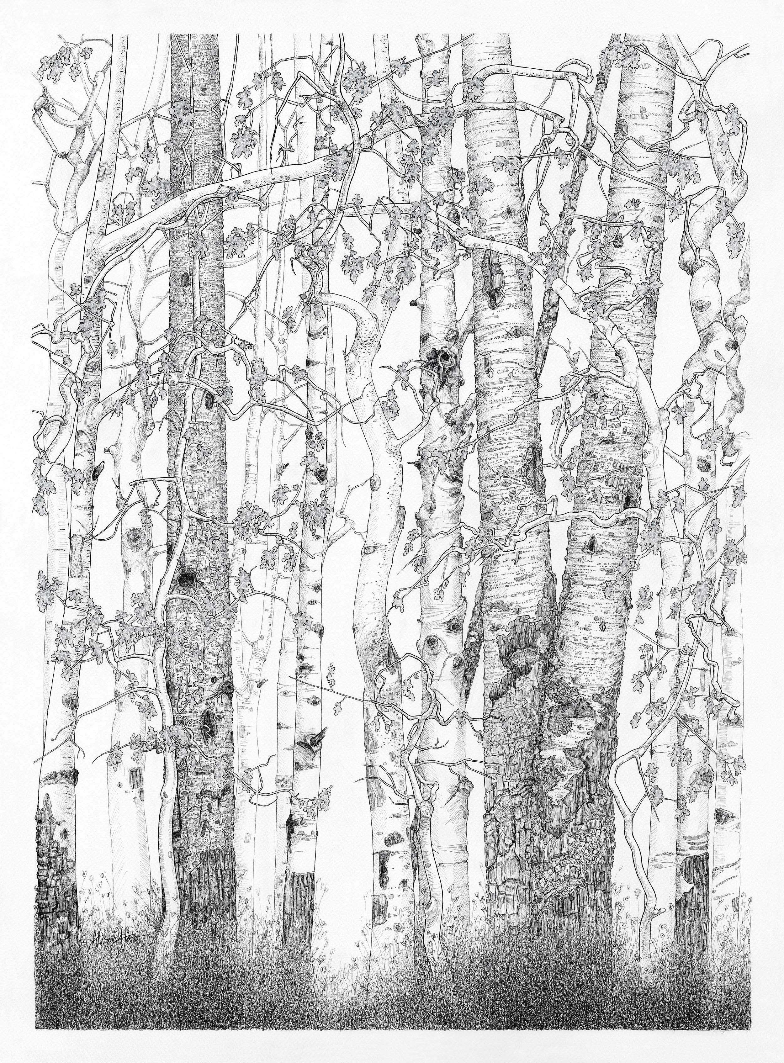 CastleMountainAspens_for_web.jpg