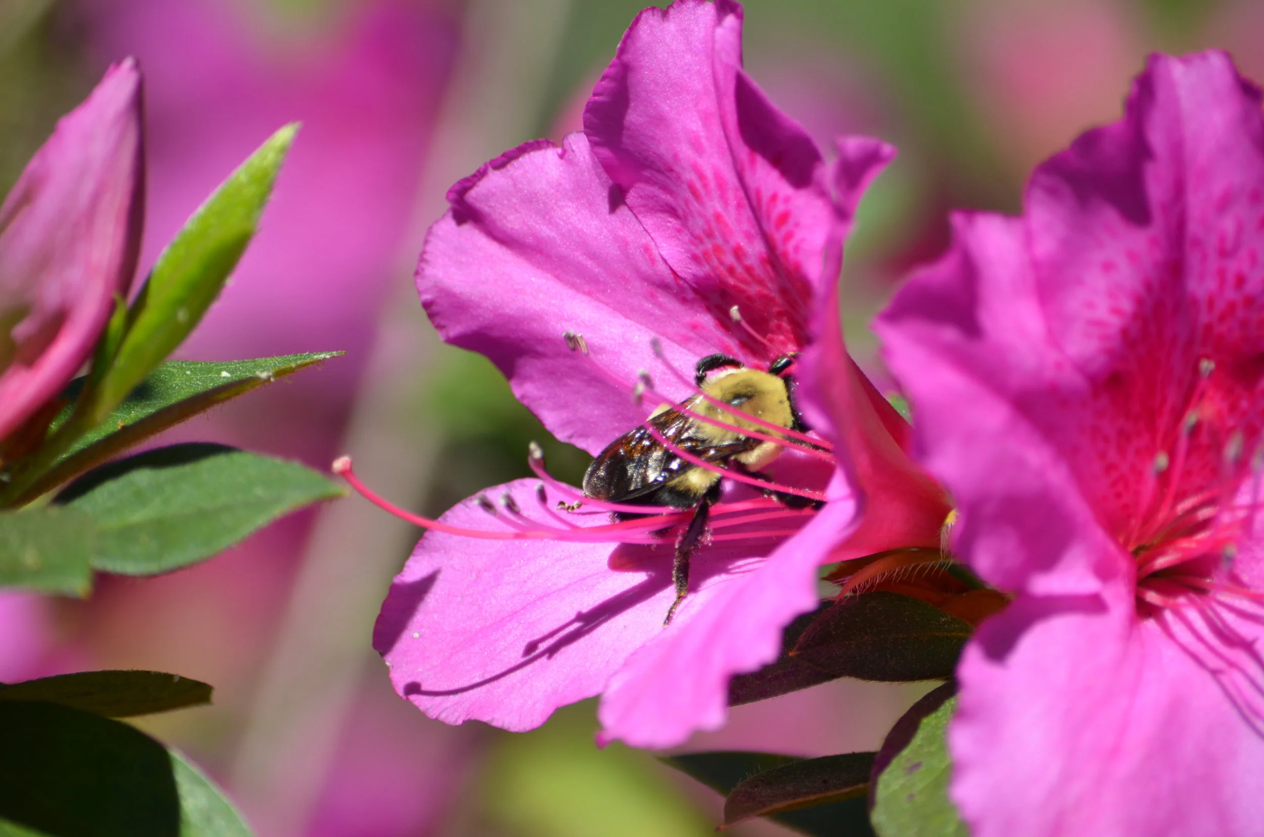 DSC_2410.JPG