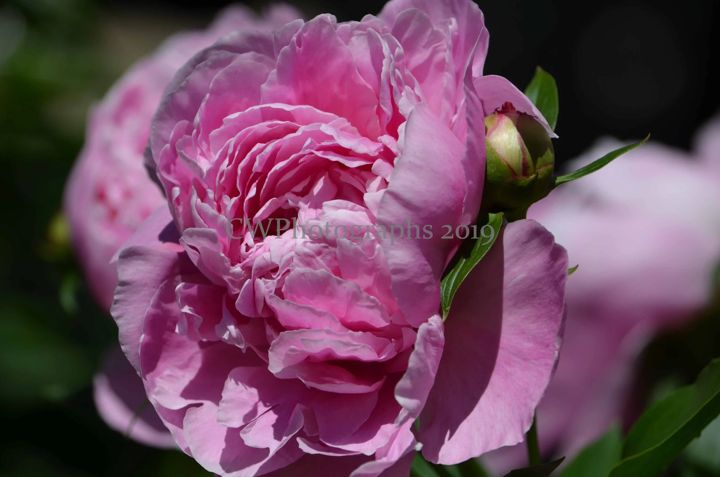 DSC_3099.JPG